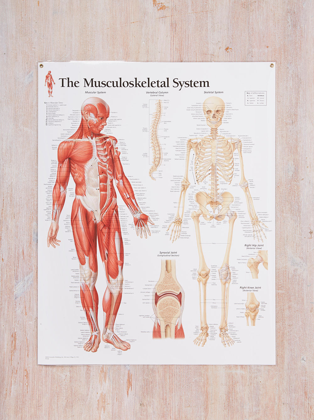 Musculoskeletal System Anatomy Laminated Poster - Human Body Chart for Medical Students, Doctors & Physical Therapists - Perfect for Classrooms, Clinics & Home Study