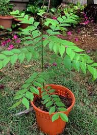 Erwon® NPK Fertilizer for Curry Plants - 200gm Organic Plant Food for Healthy Growth | Perfect for Home Gardening, Herbs & Spices Cultivation