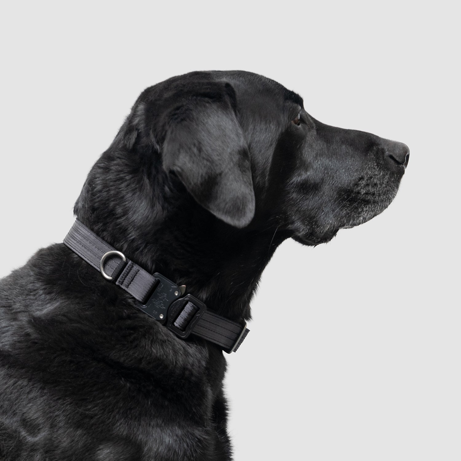 Lifetime Pro Collar - Durable Dog Collar with Reflective Stitching for Safety | Perfect for Walking, Training & Outdoor Adventures
