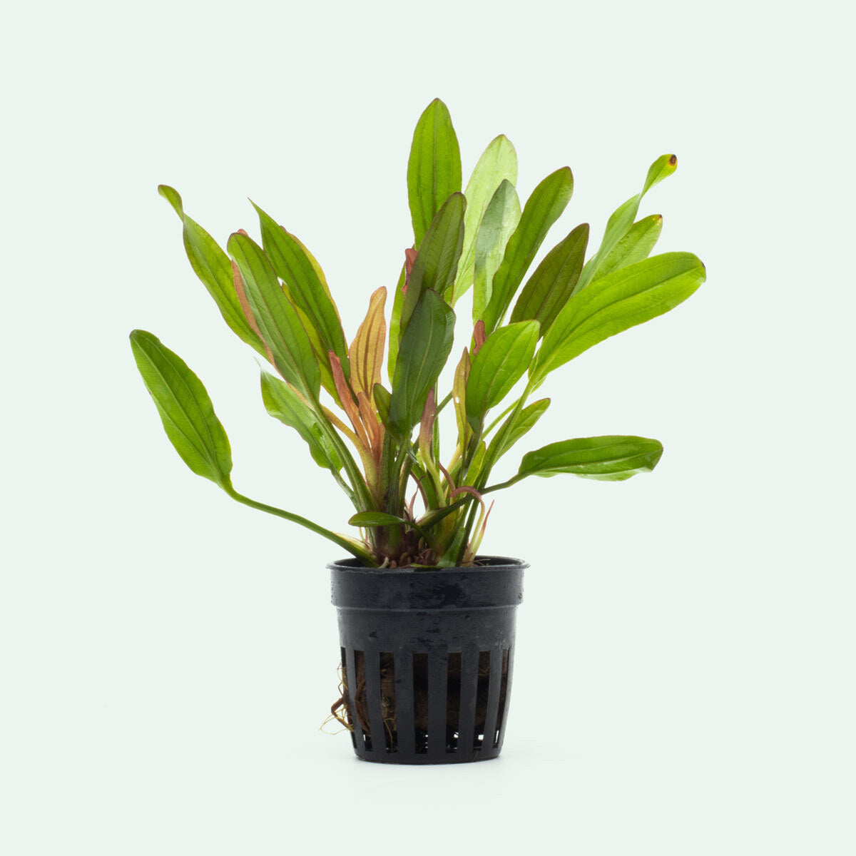 Echinodorus Red Devil Live Aquarium Plant - Vibrant Red Aquatic Plant for Fish Tanks, Ponds & Aquascaping | Perfect for Freshwater Aquariums & Aquatic Decor
