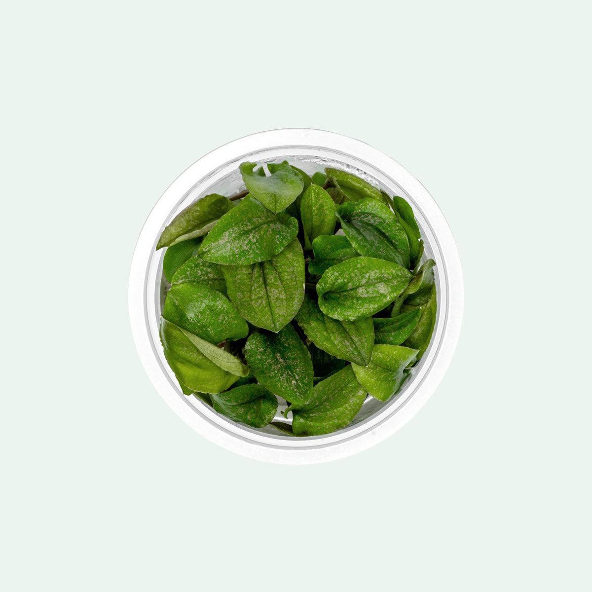 Lagenandra Keralensis Live Aquatic Plant for Aquariums - Perfect for Fish Tanks, Aquascaping & Tropical Water Gardens
