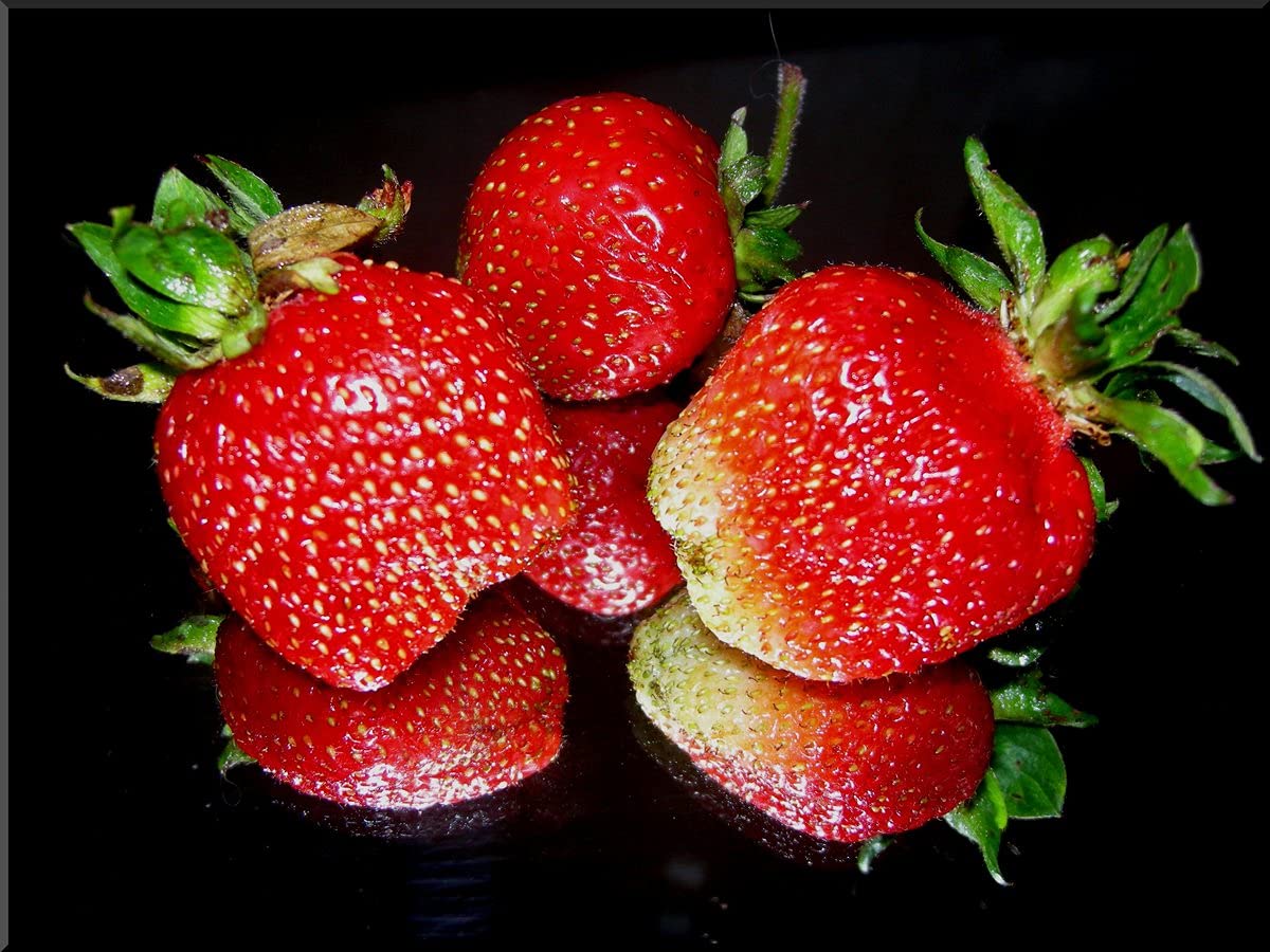 15+ Giant Strawberry Fresca Everbearing Seeds - Sweet Red Fruit Plants for Home Garden, Patio & Container Planting
