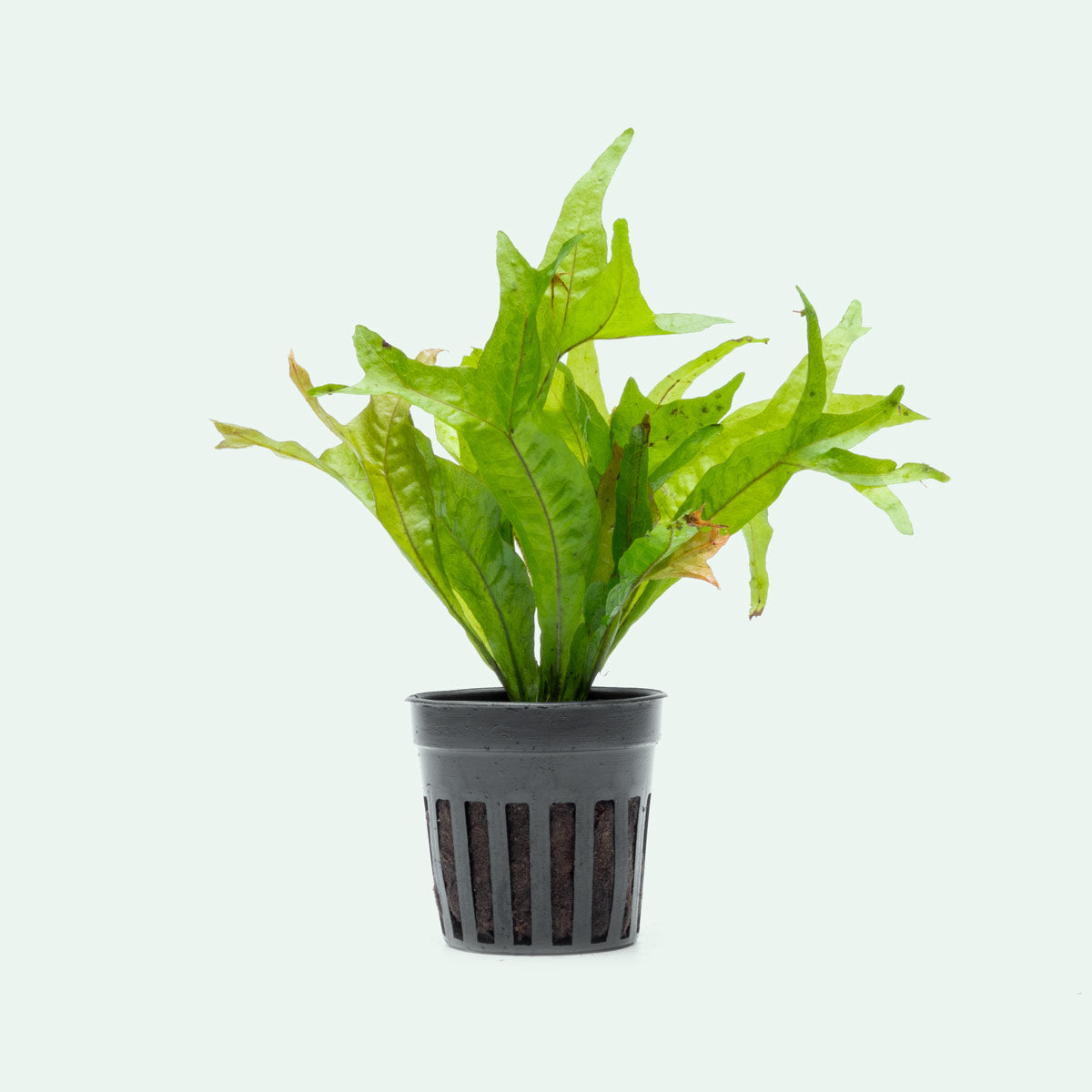 Microsorum Pteropus Gold Sparkle - Golden Java Fern Aquatic Plant for Freshwater Aquariums | Perfect for Fish Tanks, Aquascaping & Low-Light Aquarium Decor