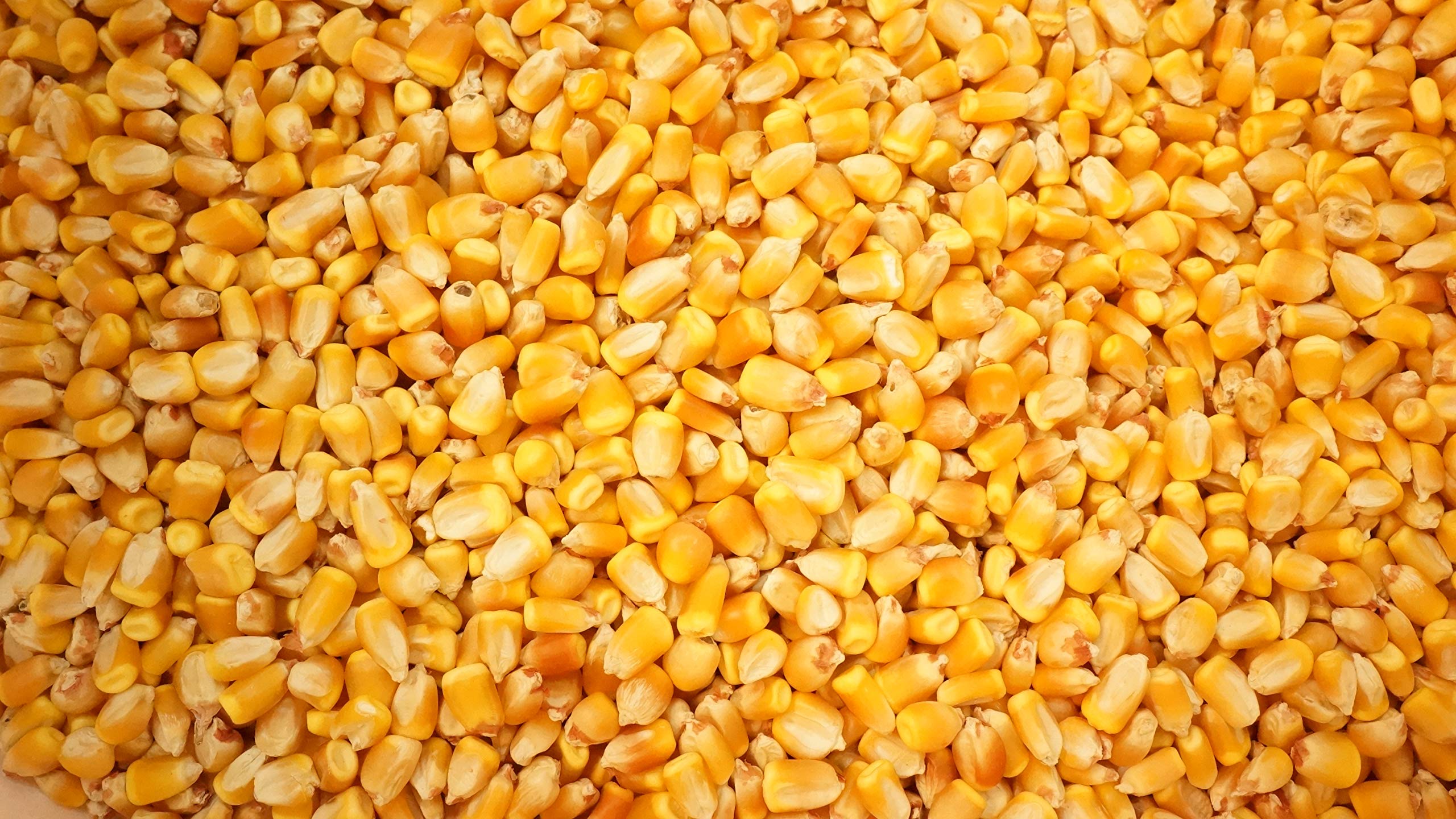 Reid's Yellow Dent Field Corn Seeds - Non-GMO, Open Pollinated, 100 Seeds for Planting - USA Grown - Perfect for Home Gardens, Farming & Sustainable Agriculture