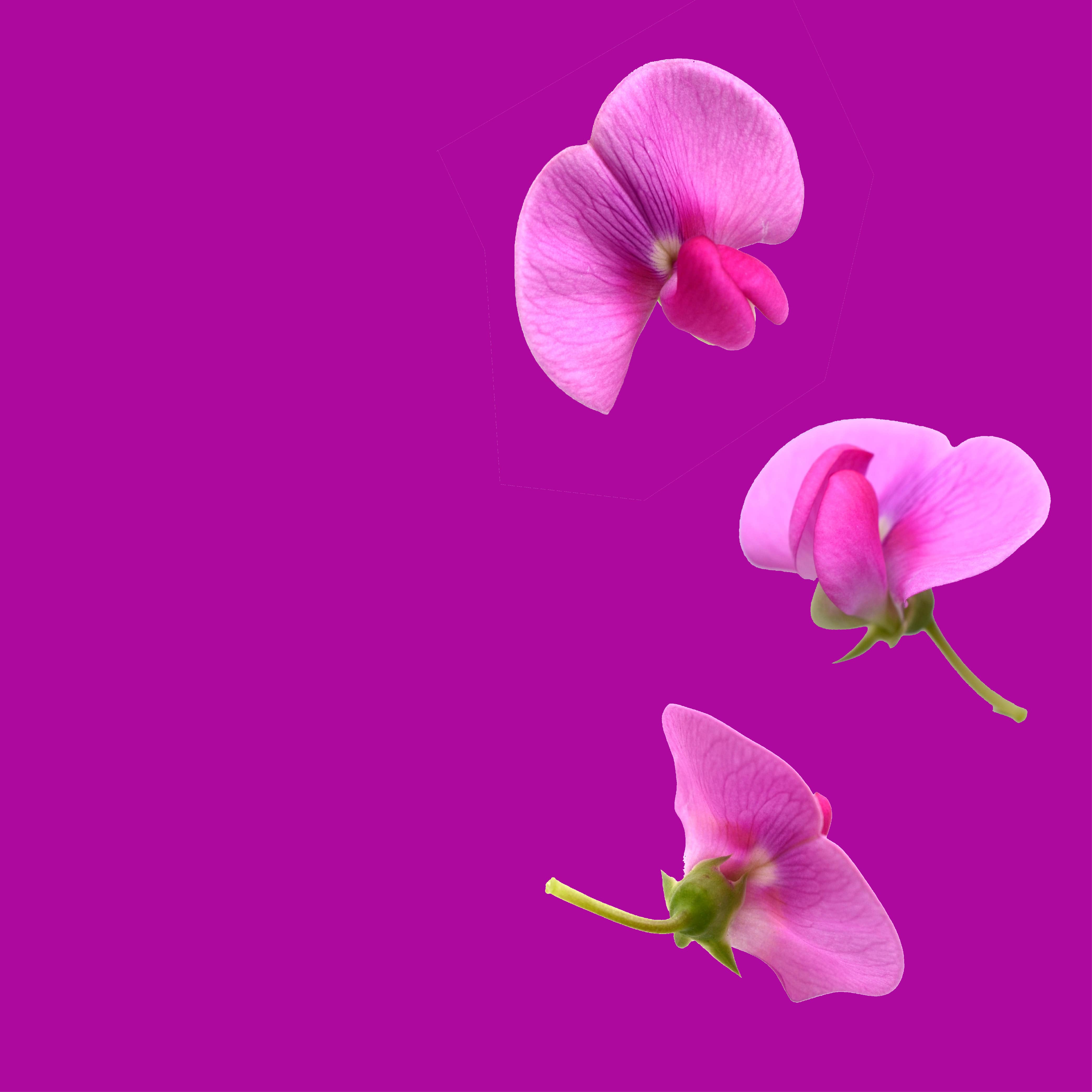 NO. 37 Sweet Pea Fragrance Oil for Aromatherapy Diffusers - Floral Scent for Home, Office & Spa Relaxation