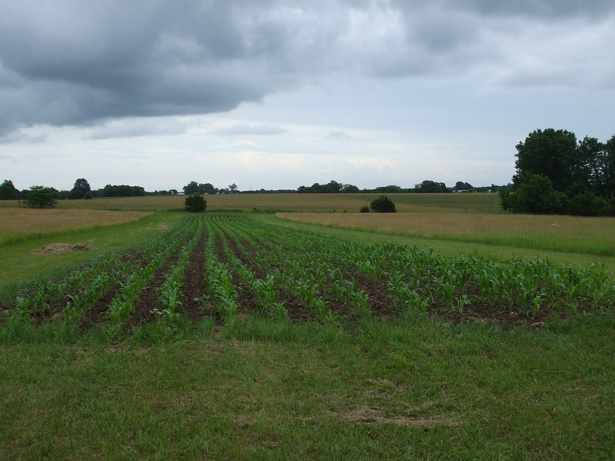 Reid's Yellow Dent Field Corn Seeds - Non-GMO, Open Pollinated, 100 Seeds for Planting - USA Grown - Perfect for Home Gardens, Farming & Sustainable Agriculture