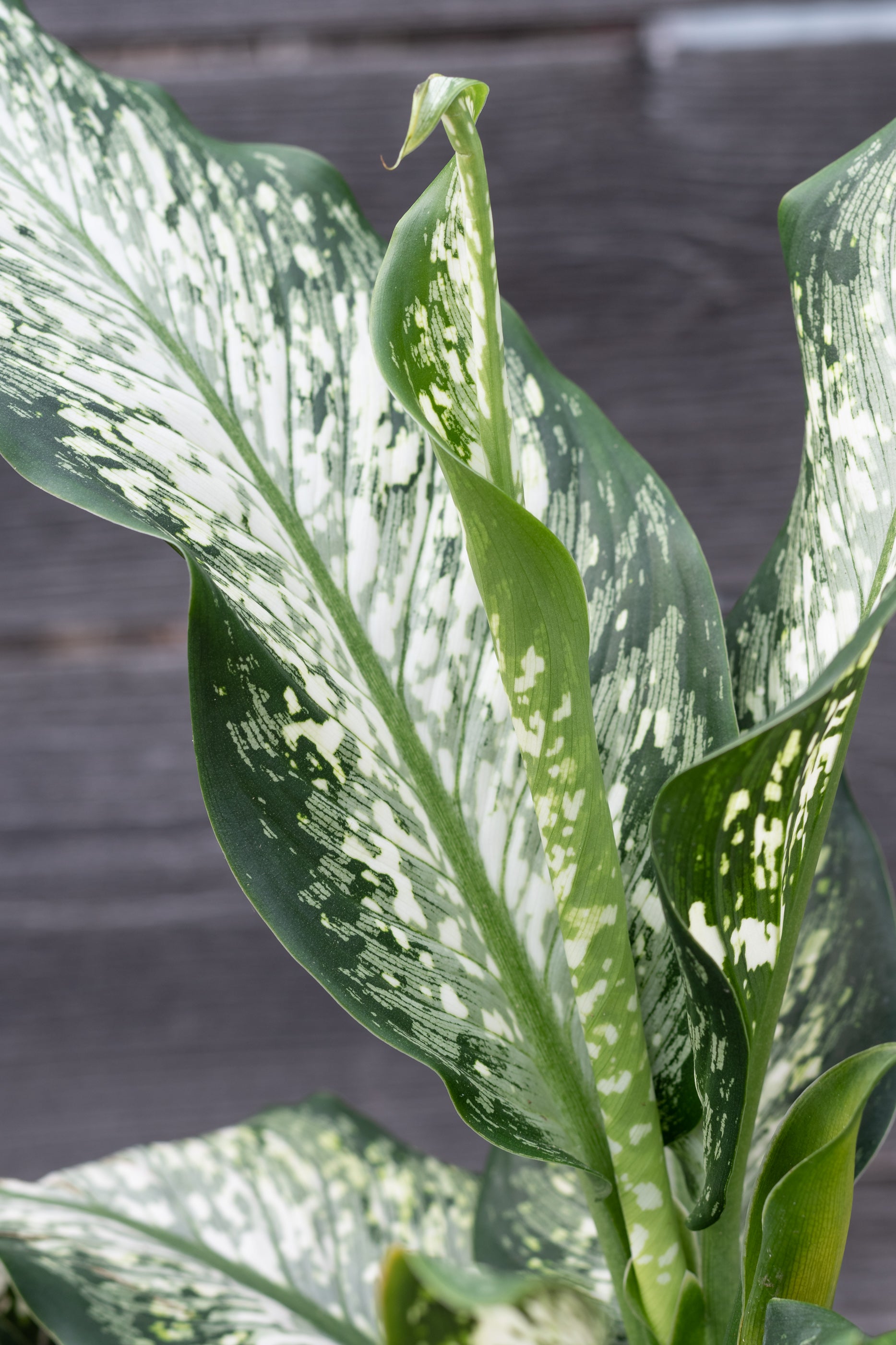 Dieffenbachia Maculata 'Tiki' 8