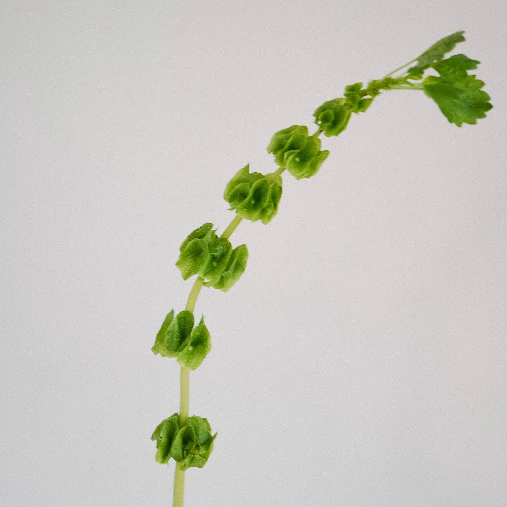 Bells of Ireland Moluccella Greenery - Fresh Cut Floral Stems for Wedding Bouquets, Home Decor, and DIY Floral Arrangements