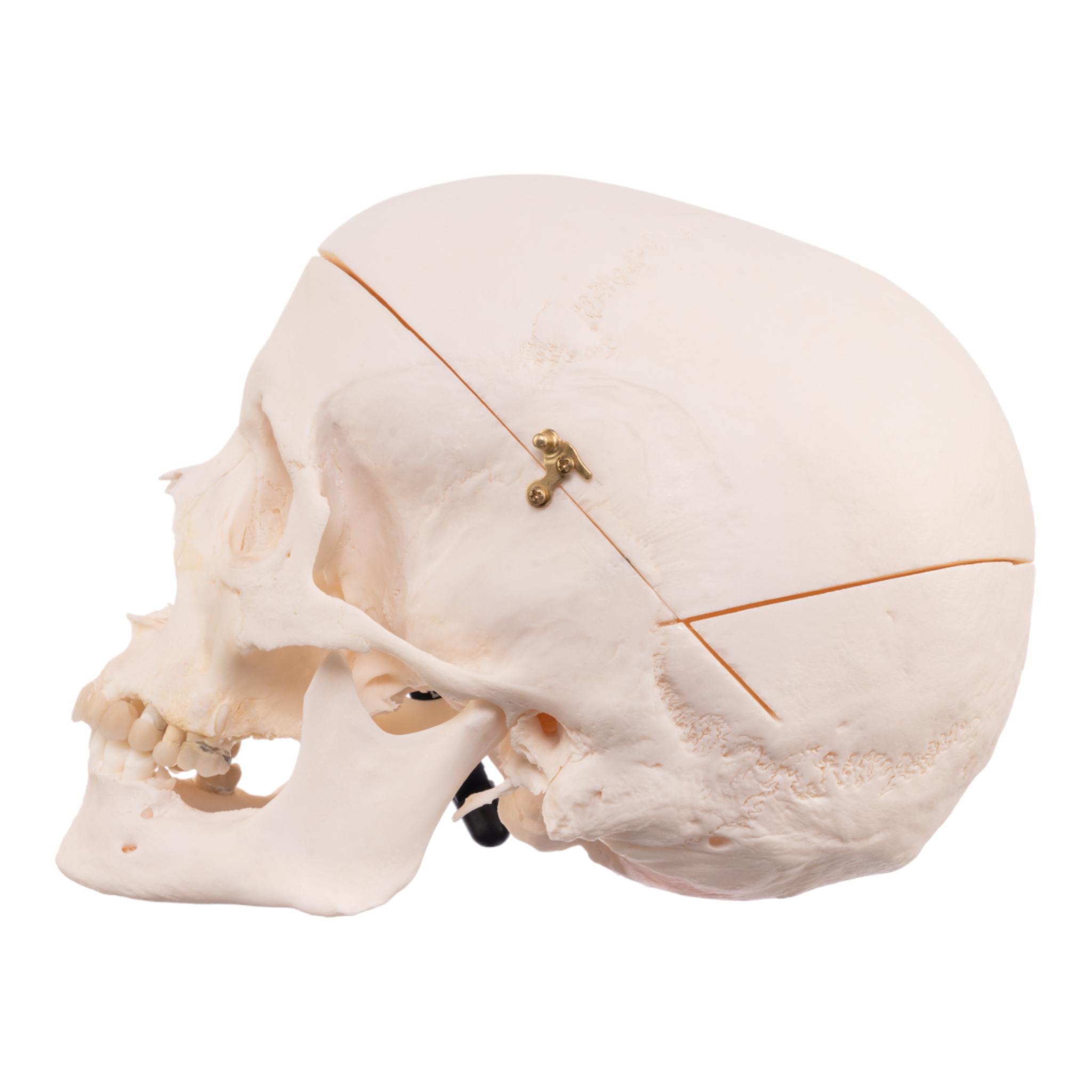 Premium Anatomical Human Skull Model - Medical & Educational Research Quality - Perfect for Anatomy Studies, Classroom Teaching & Halloween Decor