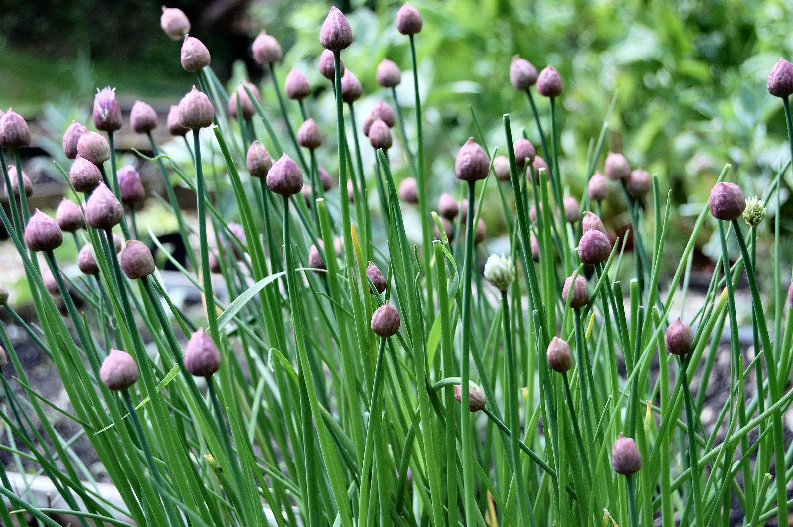 Organic Chives Seeds (Allium schoenoprasum) - 50+ Non-GMO Heirloom Seeds for Planting - Perfect for Herb Gardens, Kitchen Windowsills & Culinary Use