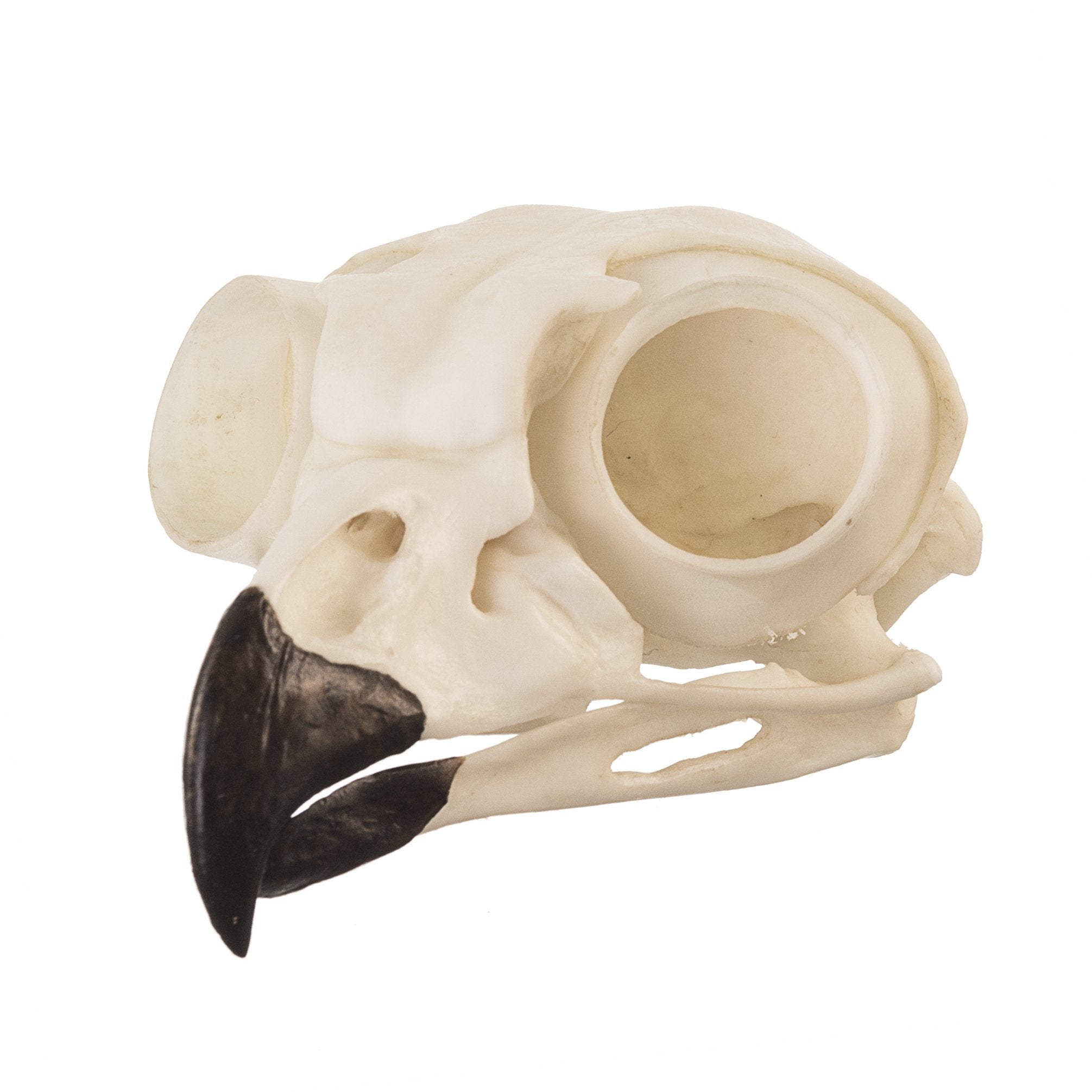 Authentic Replica Great Horned Owl Skull - Lifelike Taxidermy Decoration for Home, Office & Halloween Decor - Perfect for Gothic, Nature & Science Enthusiasts