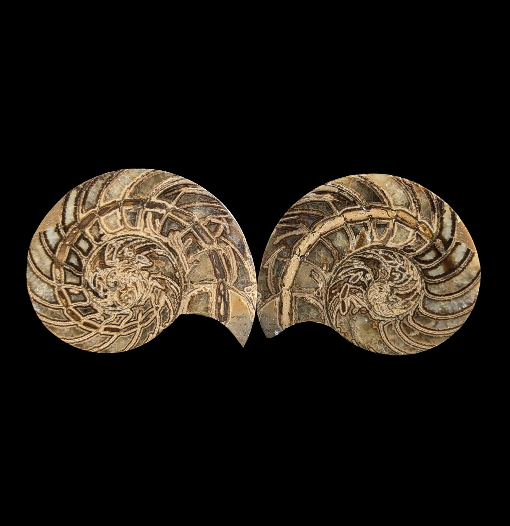 Fossil Nautilus Shell Pair - Genuine Natural Collectible Specimens for Home Decor, Classroom Display & Science Education - Perfect for Geology Enthusiasts and Interior Design
