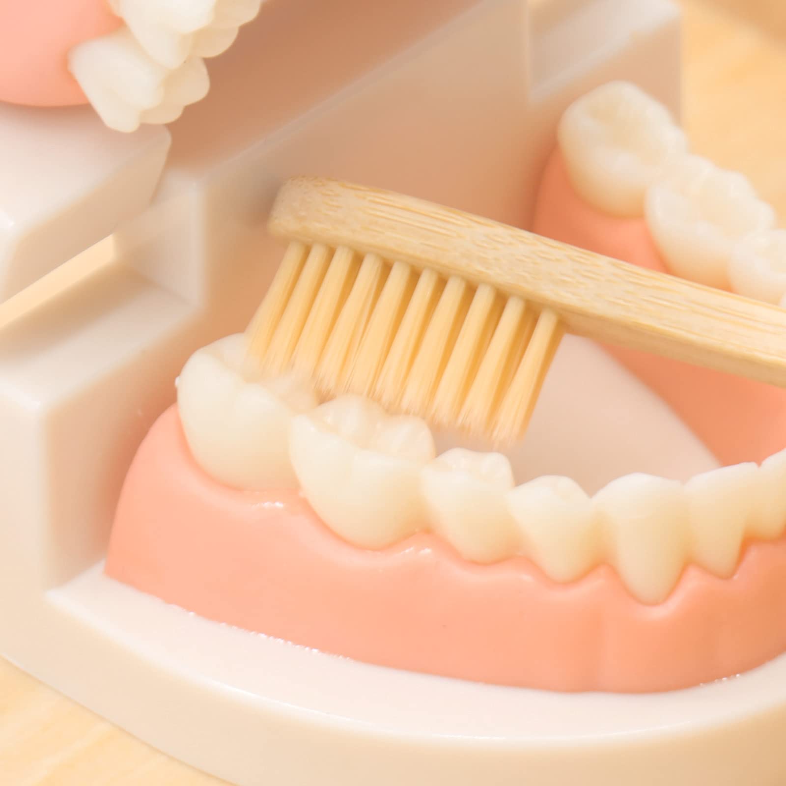 Montessori Practical Life Brushing Teeth Model & Cards - Wooden Dental Hygiene Learning Toy for Toddlers & Preschoolers - Homeschool & Classroom Educational Activity for Kids - Perfect for Teaching Oral Care Habits
