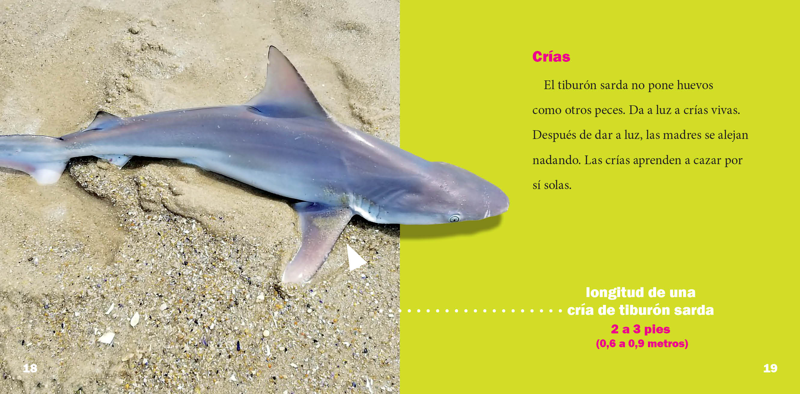 Premium Sardine Shark Toy - Realistic Ocean Animal Figure for Kids, Collectors & Educational Play - Perfect for Birthday Gifts, Classroom Learning & Diorama Displays
