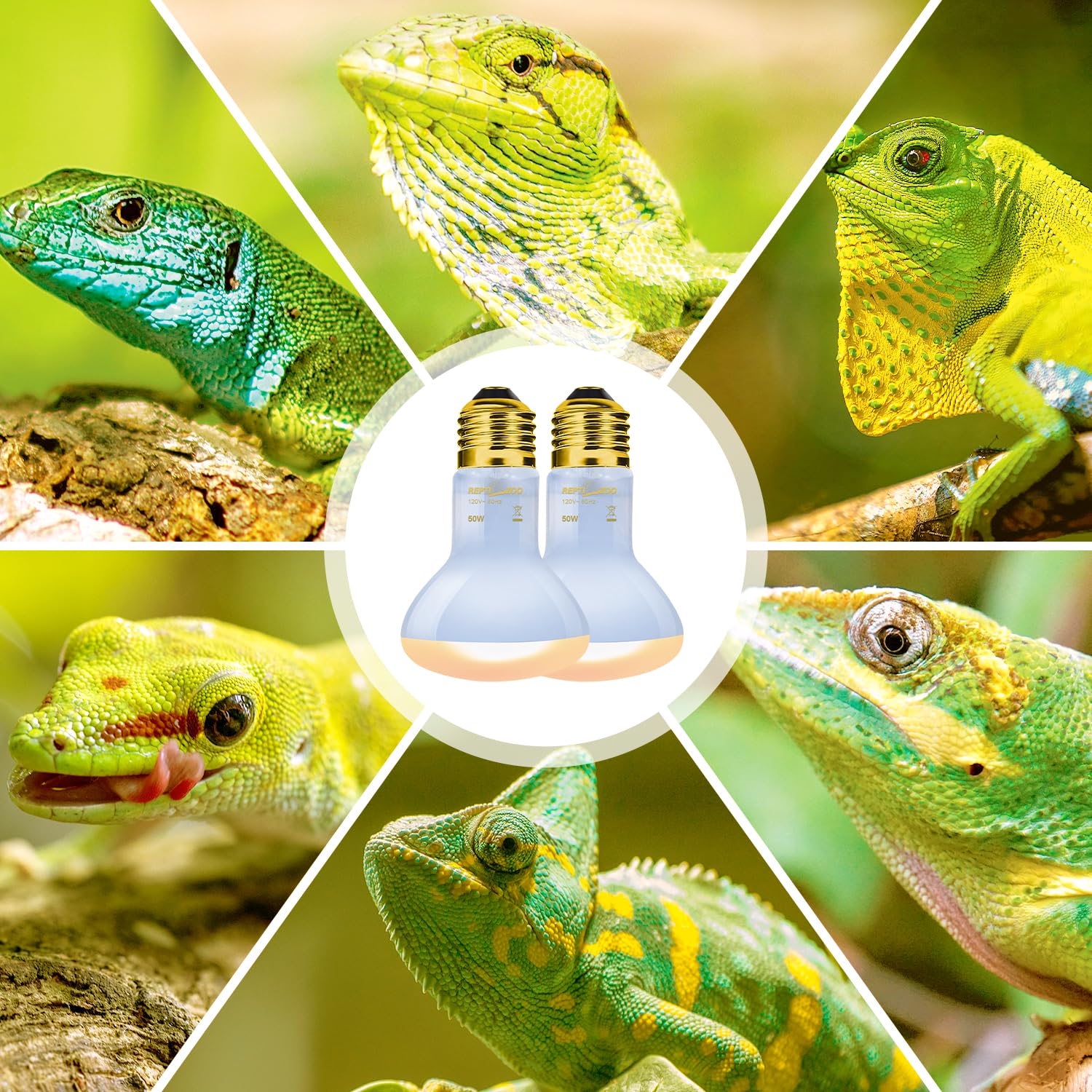 REPTIZOO Reptile Heat Lamp 2 Pack - 50W UVA Daylight Basking Spot Bulb for Bearded Dragons, Tortoises, Geckos & Chickens - Ideal for Terrariums, Vivariums & Reptile Habitats