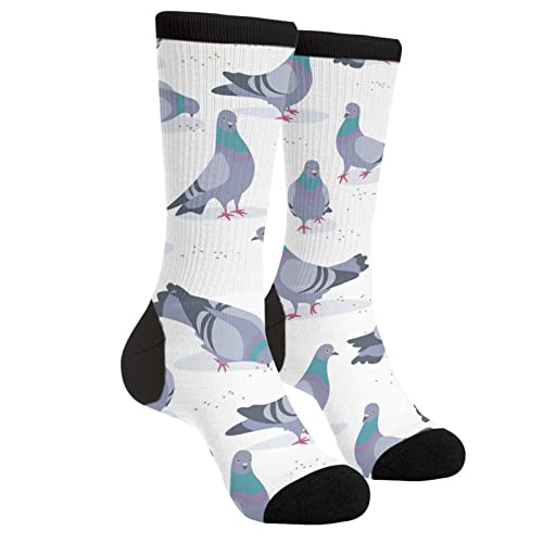 Blue Pigeon Bird White