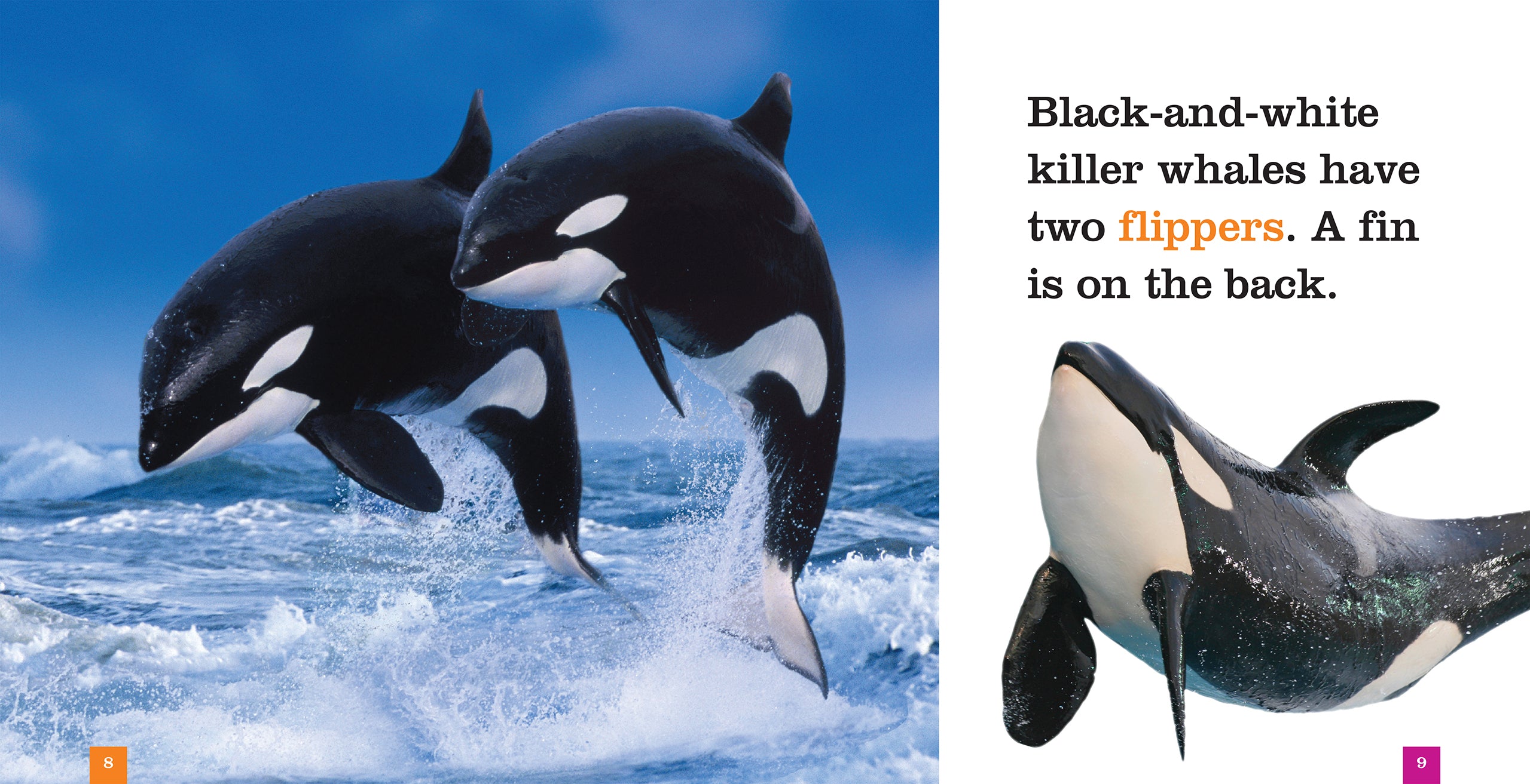 Killer Whales Book - ISBN 9781608188697 - Marine Life Educational Guide for Kids & Adults - Perfect for School Projects & Ocean Enthusiasts