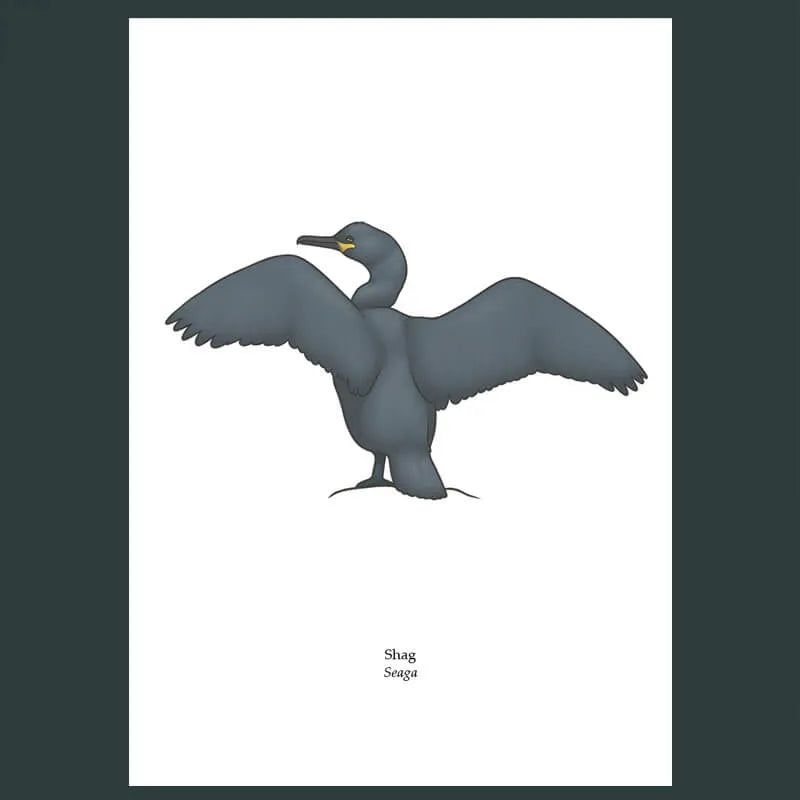 Shag Greeting Card by Joe Hollingsworth & Oystercatcher - Perfect for Birthdays, Anniversaries & Special Occasions