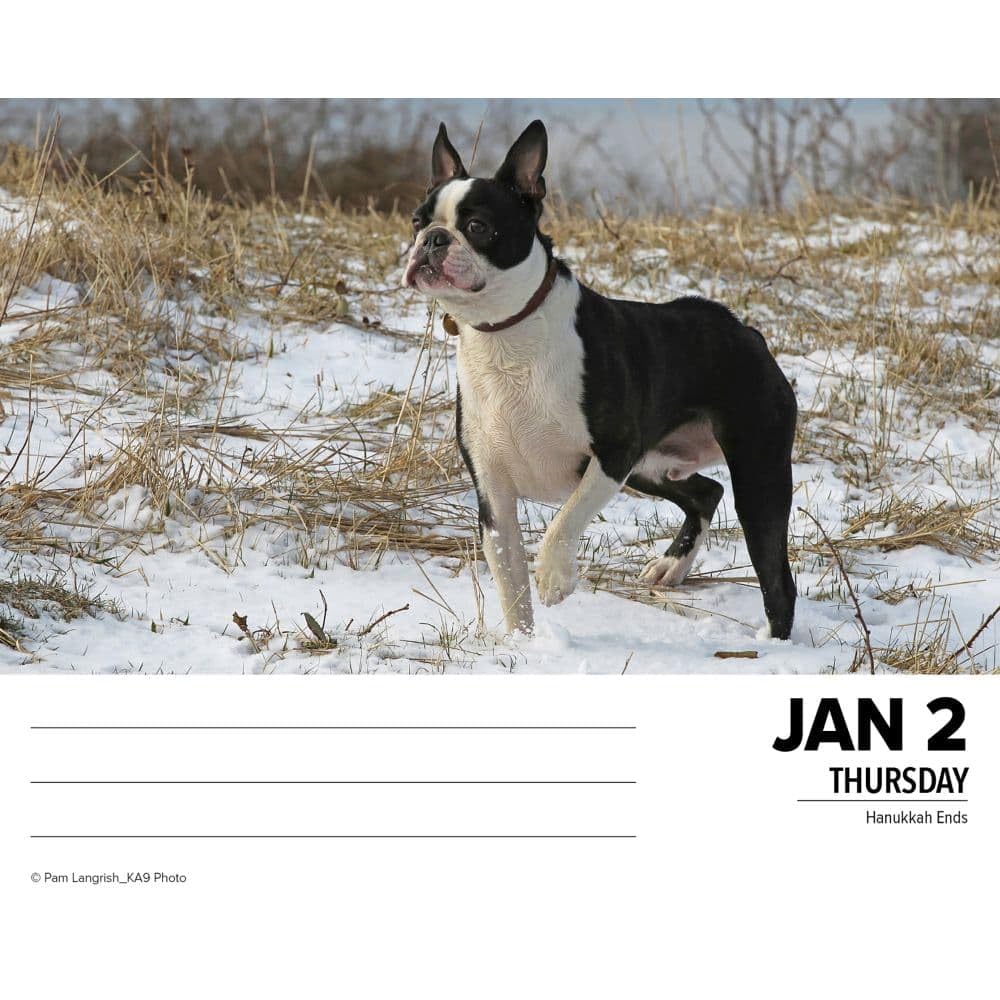 Willow Creek Press 2025 Boston Terriers Desk Calendar | Cute Dog Lover Gift | Office, Home & School Organization Planner