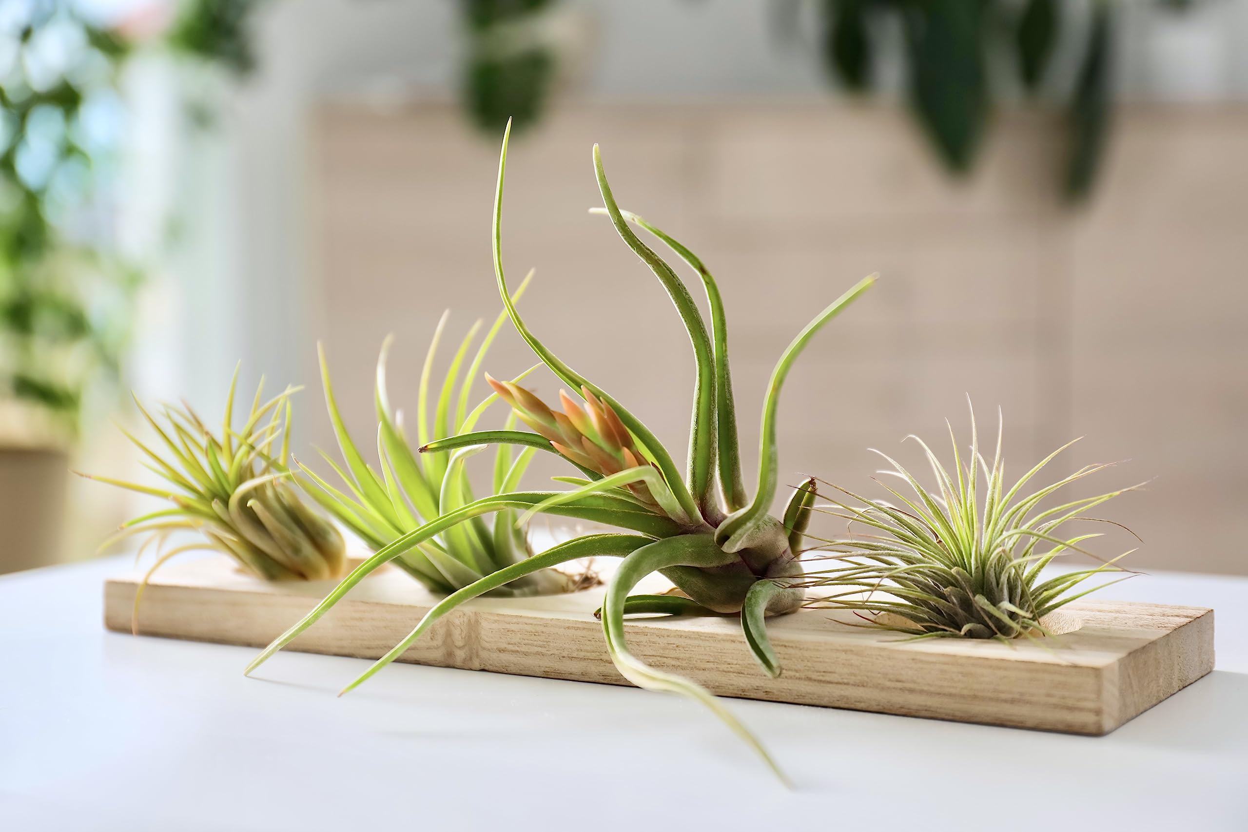 Live Ionantha Tillandsia Air Plants (10 Pack) - Easy Care Indoor Houseplants for Terrariums, Plant Holders & Home Decor | Perfect for Offices, Gifts & DIY Garden Projects