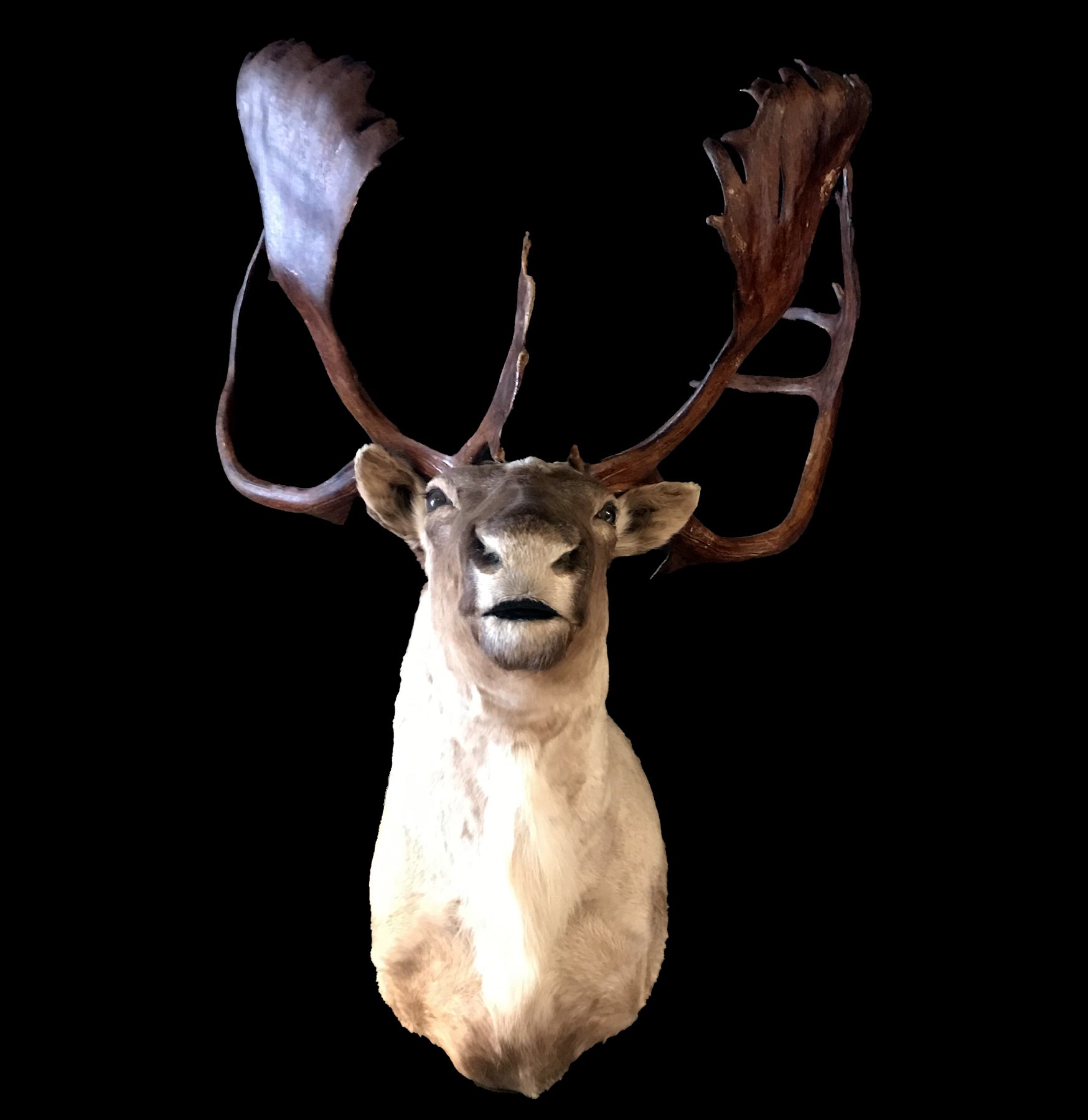 Premium Caribou Taxidermy Mount - Realistic Wall Decor for Hunting Lodge & Cabin - Perfect for Rustic Home, Office, or Man Cave Display
