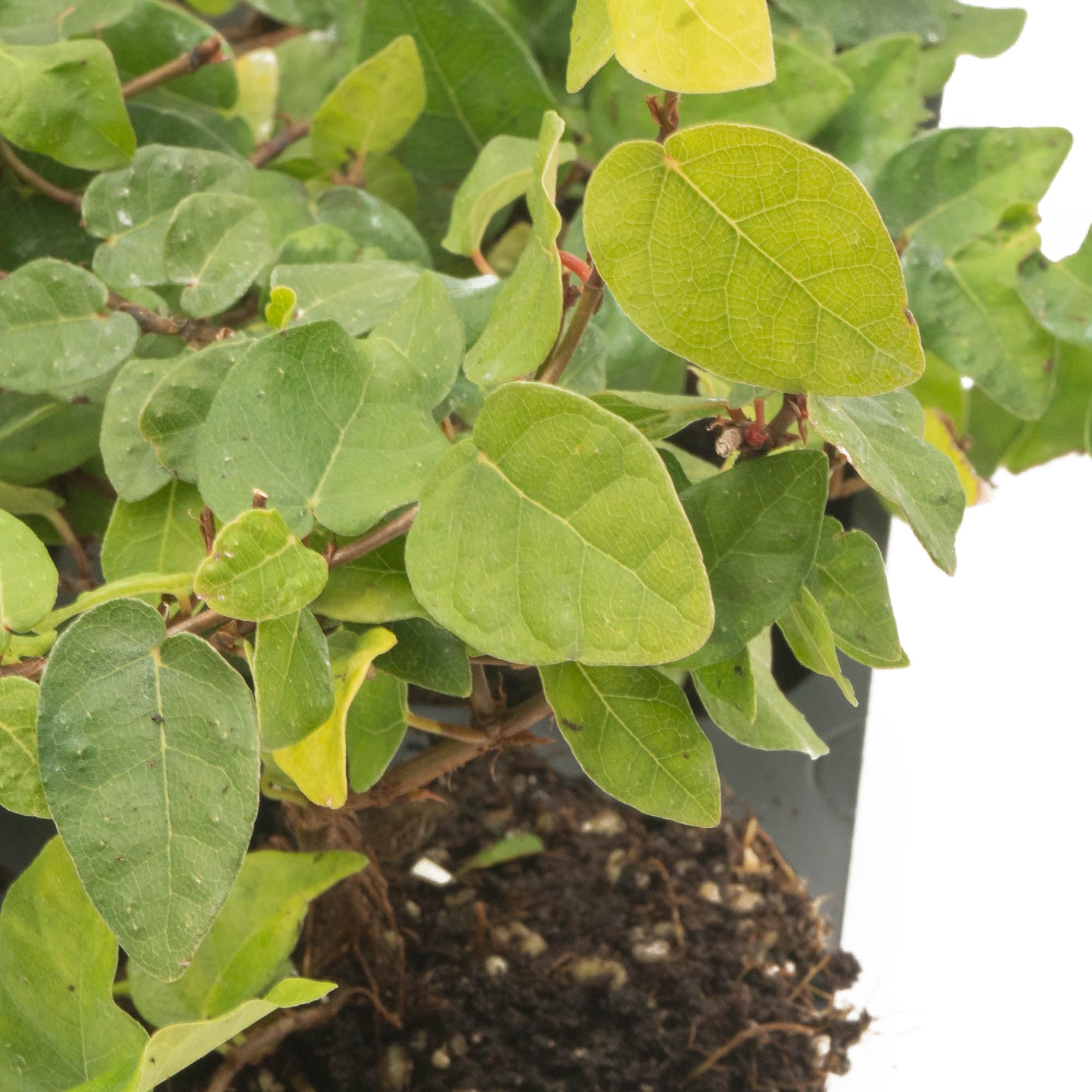 12 Creeping Fig Live Plants - Ficus Repens Fast-Growing Climbing Vine in 2.5