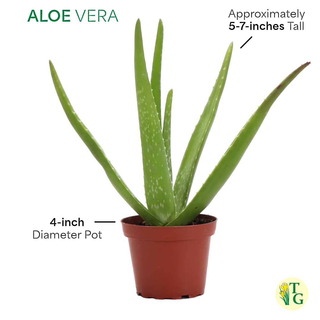 Thorsen's Live Aloe Vera Plant (Aloe barbadensis) - 4