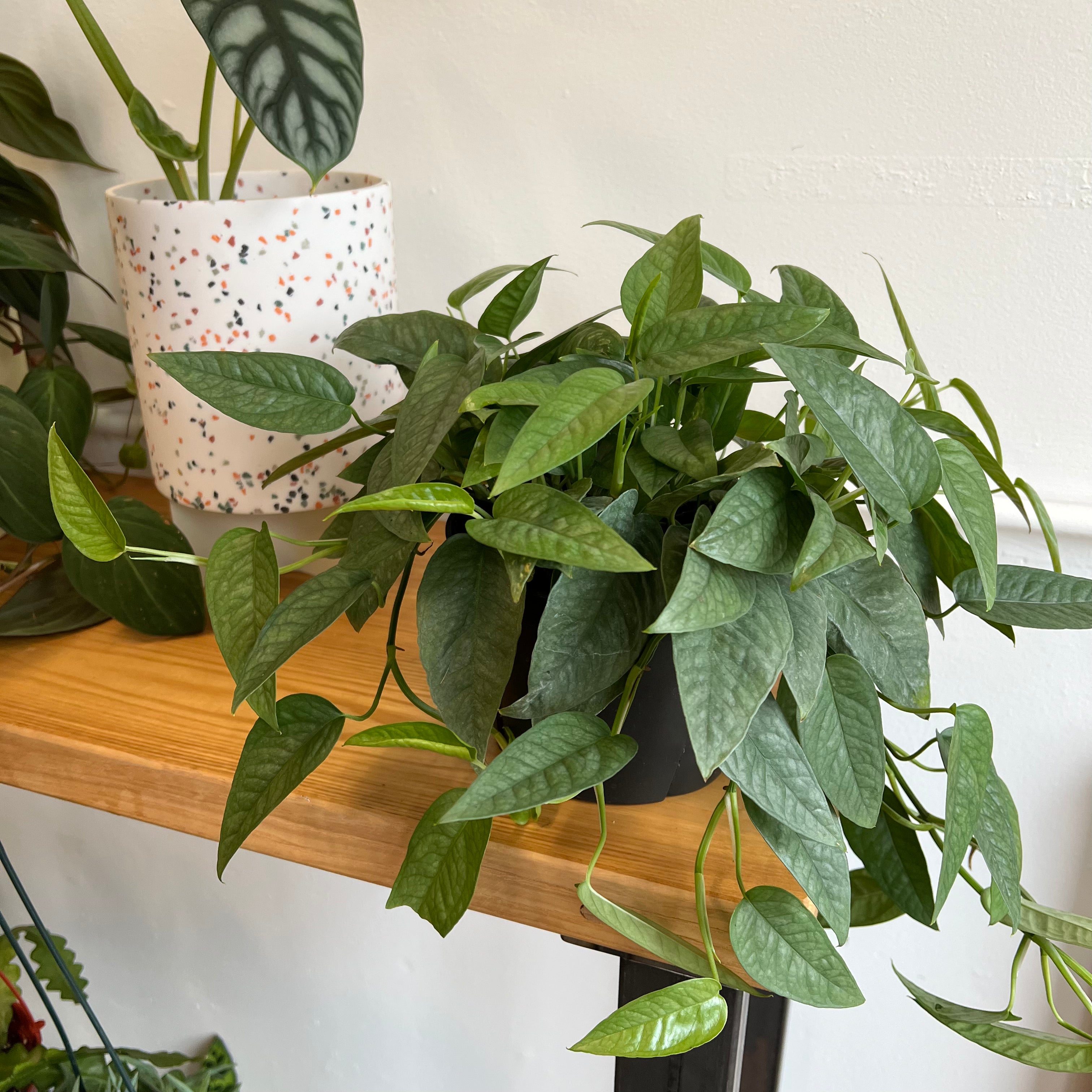 Cebu Blue Pothos Plant - Live Indoor Houseplant for Home & Office Decor - Low Maintenance Hanging or Tabletop Plant for Air Purification