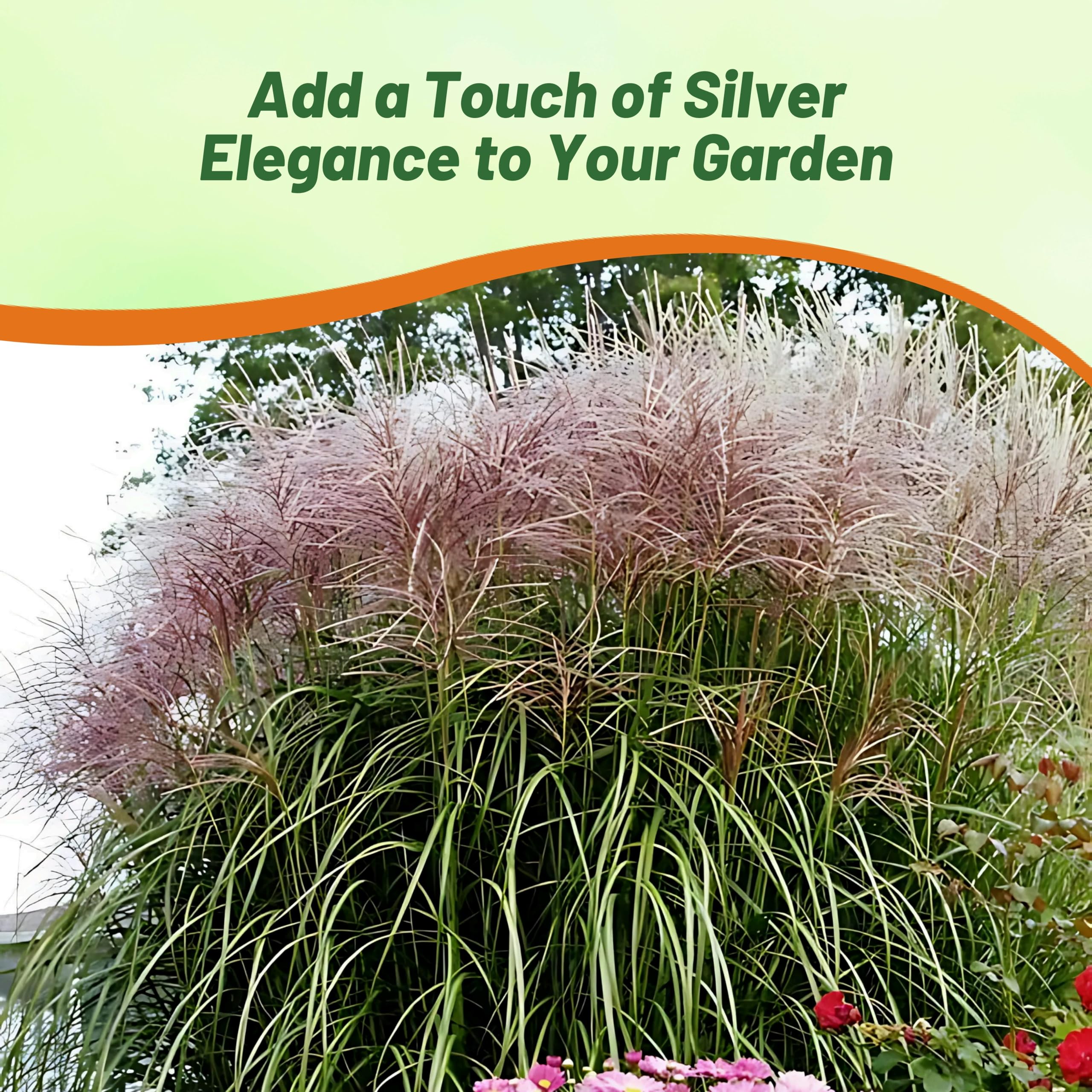 Outsidepride 250 Seeds - Perennial Miscanthus Sinensis (Chinese Silver Grass) Hybrid Ornamental Grass Seeds for Planting - Perfect for Landscaping, Garden Borders & Erosion Control