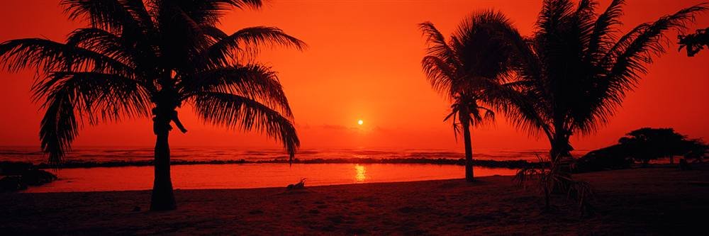 Peel & Stick Wall Mural - Tropical Palm Tree Silhouette Sunset Decal for Home Decor (48