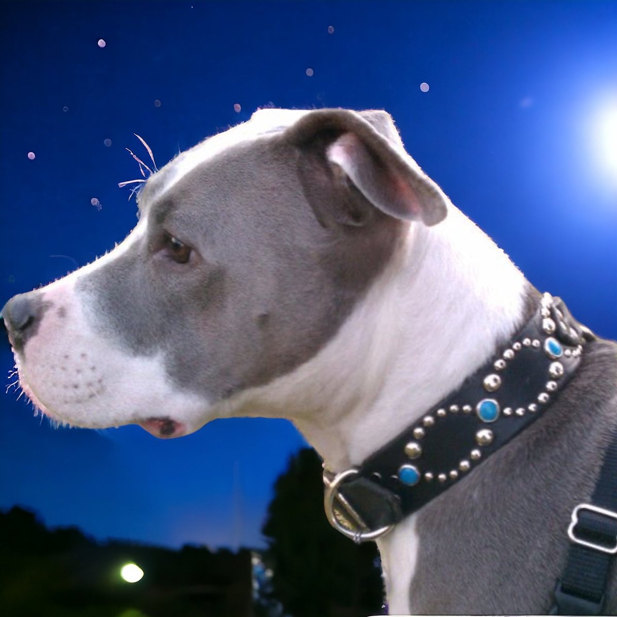 Premium Helix Leather Dog Collar - Adjustable & Durable for Small, Medium & Large Dogs - Perfect for Training, Walks & Outdoor Adventures