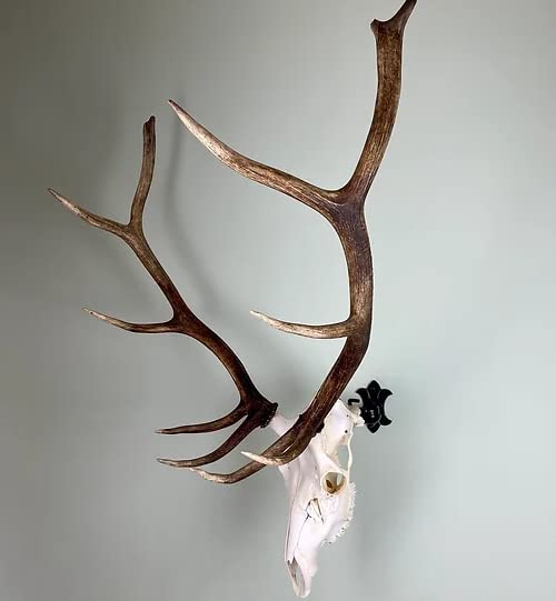 Adjustable Bull Bracket European Elk Skull Hanger Mount Kit - Heavy Duty 100+ lb Capacity for Elk, Moose, Caribou, Buffalo & Cattle Taxidermy - Oil Rubbed Bronze Wall Mount - Made in USA - Perfect for Hunting Lodges, Cabin Decor & Trophy Displays