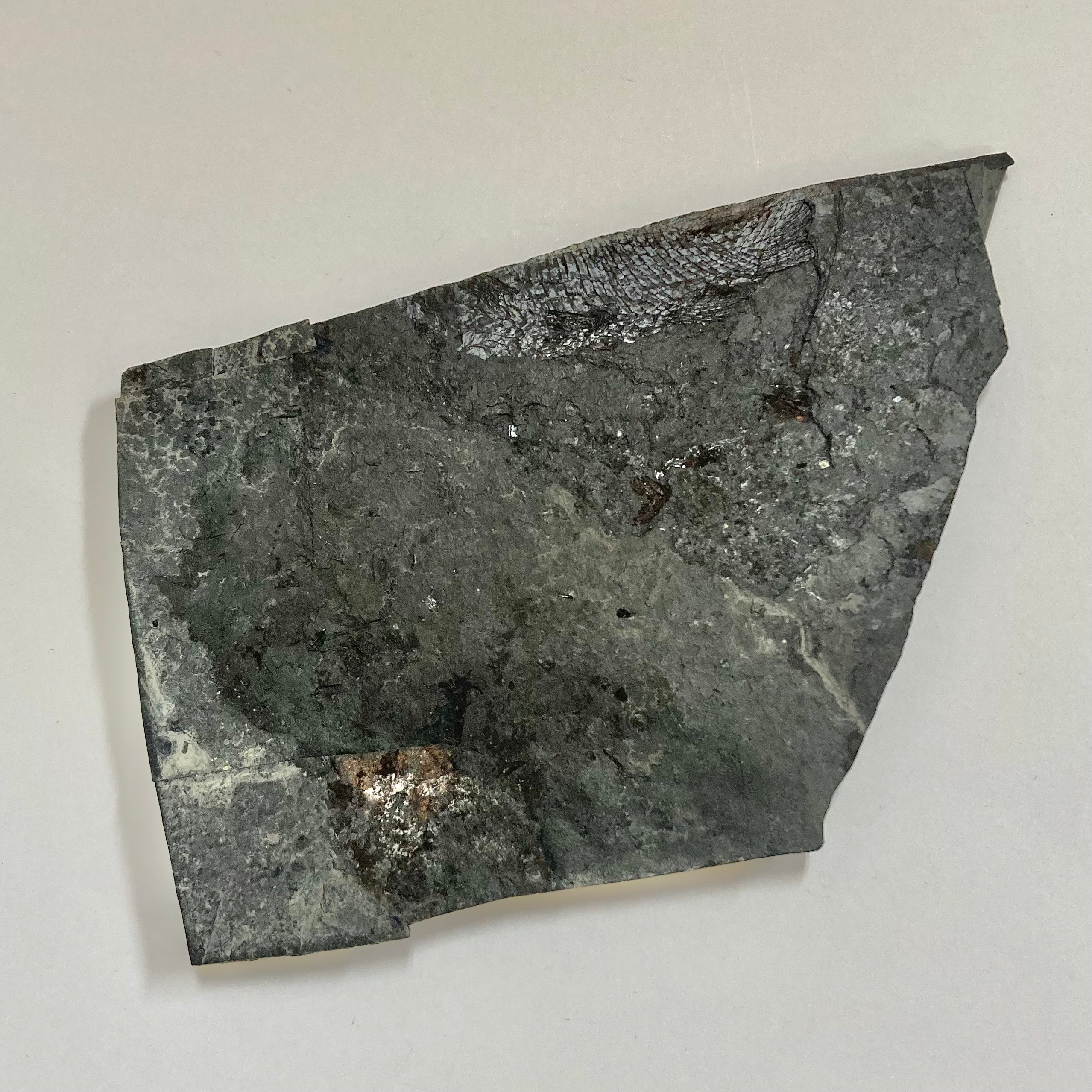 Haplolepis sp. Palaeoniscoid Fish Fossil - Rare Ancient Fish Specimen for Collectors, Museums & Educational Displays