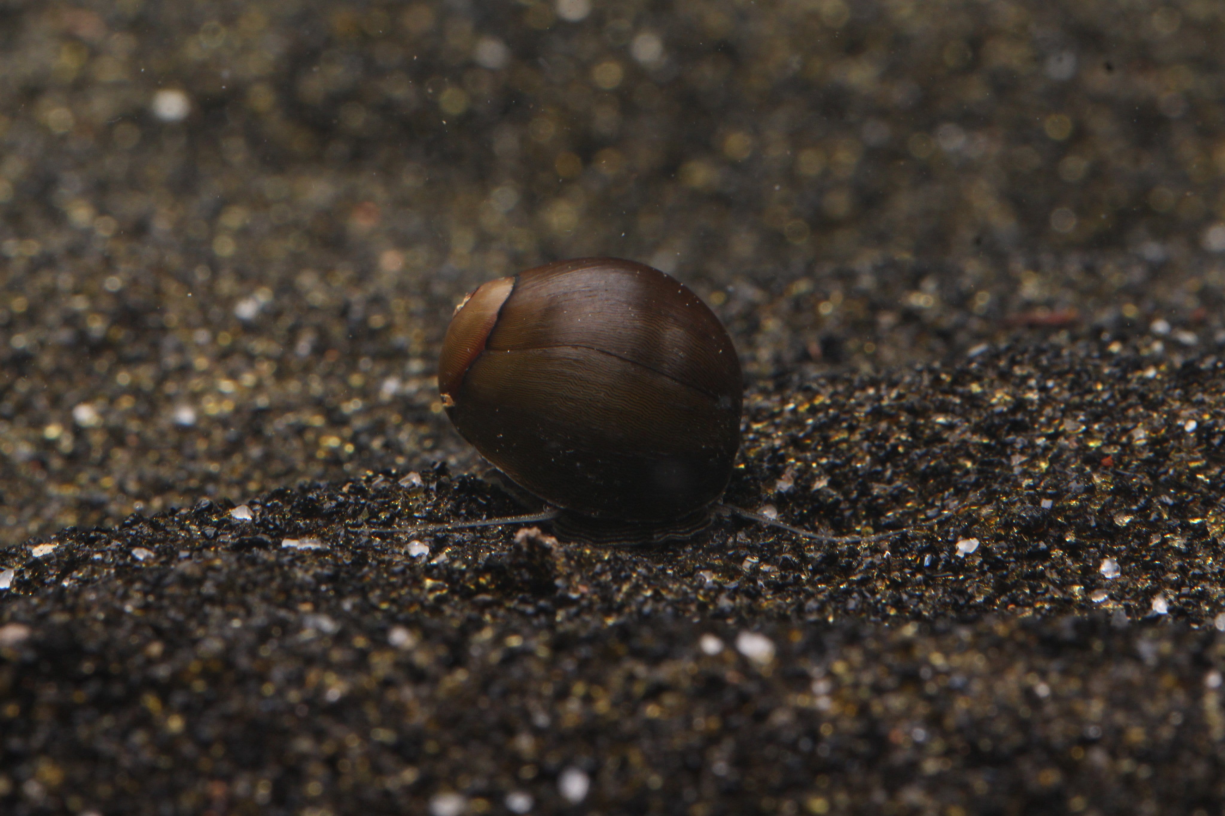 Premium Olive Nerite Snail - Natural Algae Eater for Freshwater & Saltwater Aquariums | Perfect for Fish Tanks, Ponds & Aquatic Plant Maintenance