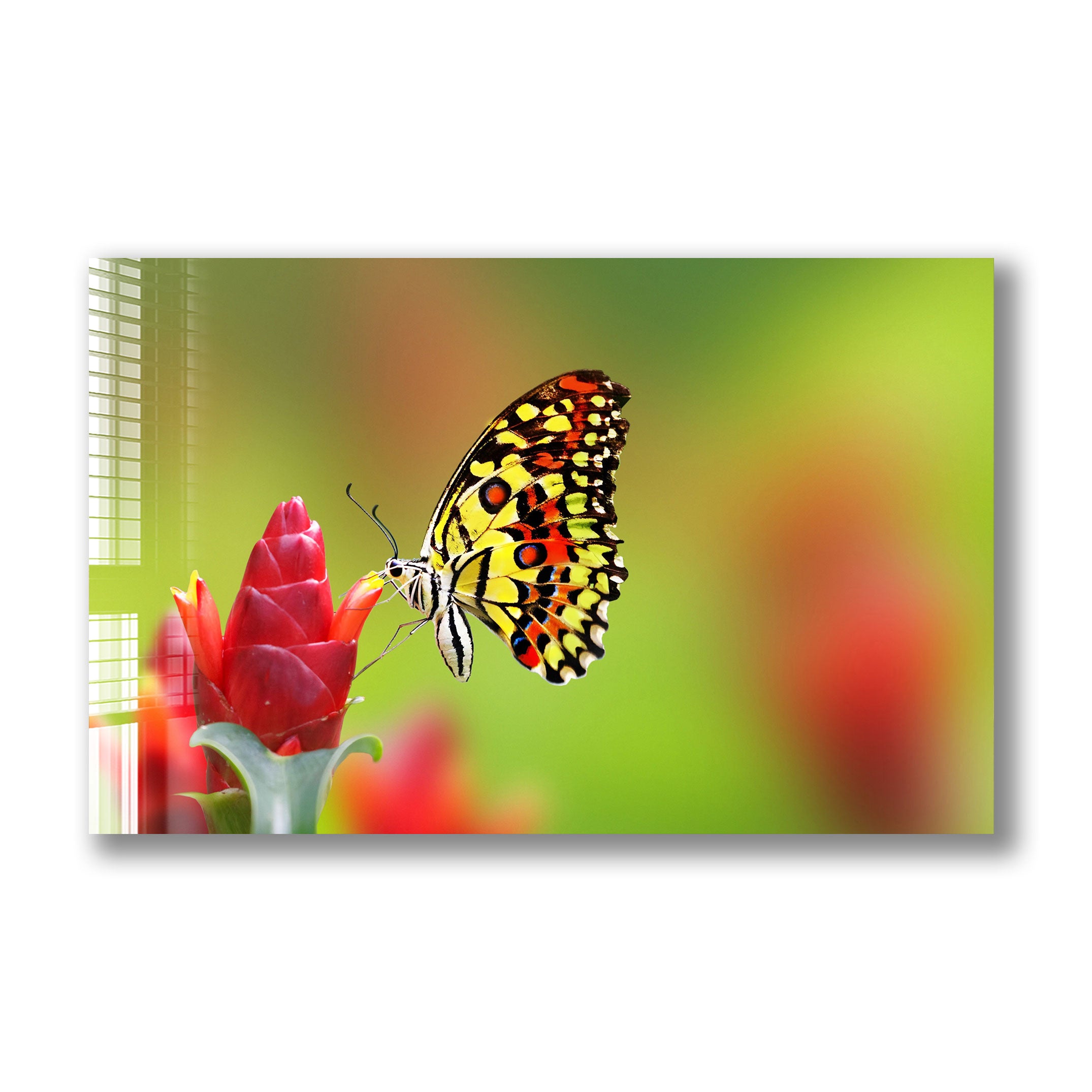 Beautiful Butterfly Decor - Elegant Home & Garden Decorations for Wall, Wedding, Party & Outdoor Use