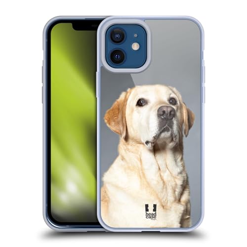 Blonde Labrador Retriever Dog