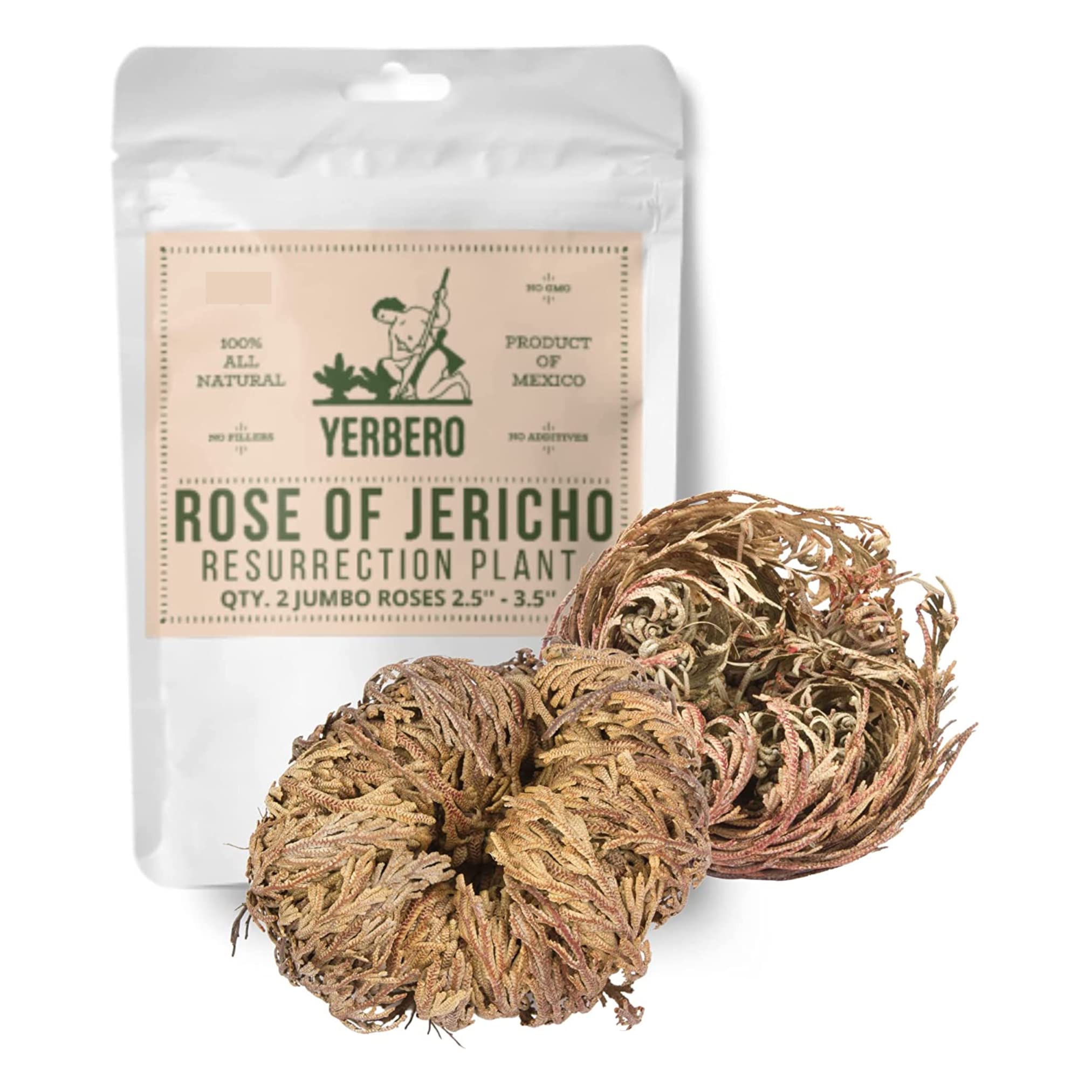2 Pack Large Jericho Rose Dried Flowers (2.5