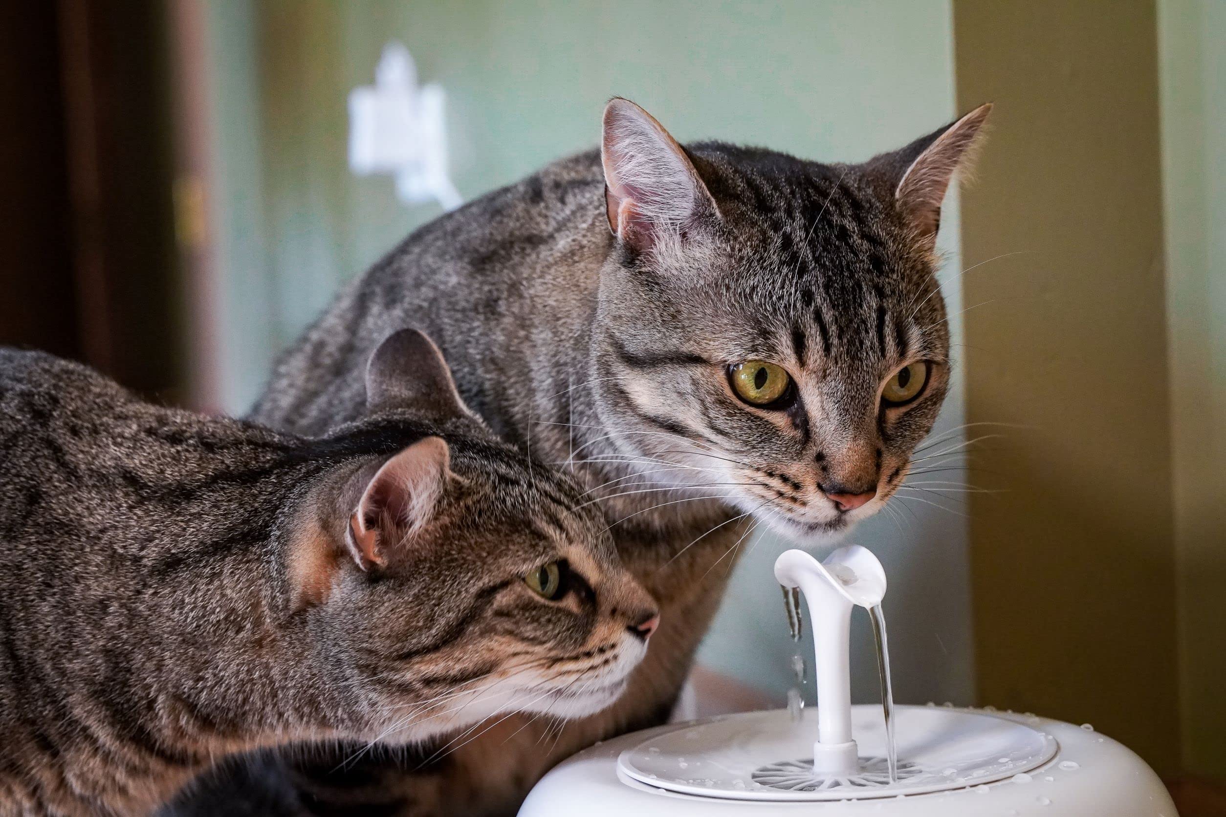 PURRoducts Premium Cat Water Fountain with 5-Layer Filter - Splash-Free, Tip-Proof Design for Cats & Small Dogs | 2-Month Filter Life | Low Water Auto Shut-Off | Perfect for Home, Office & Pet Travel Use