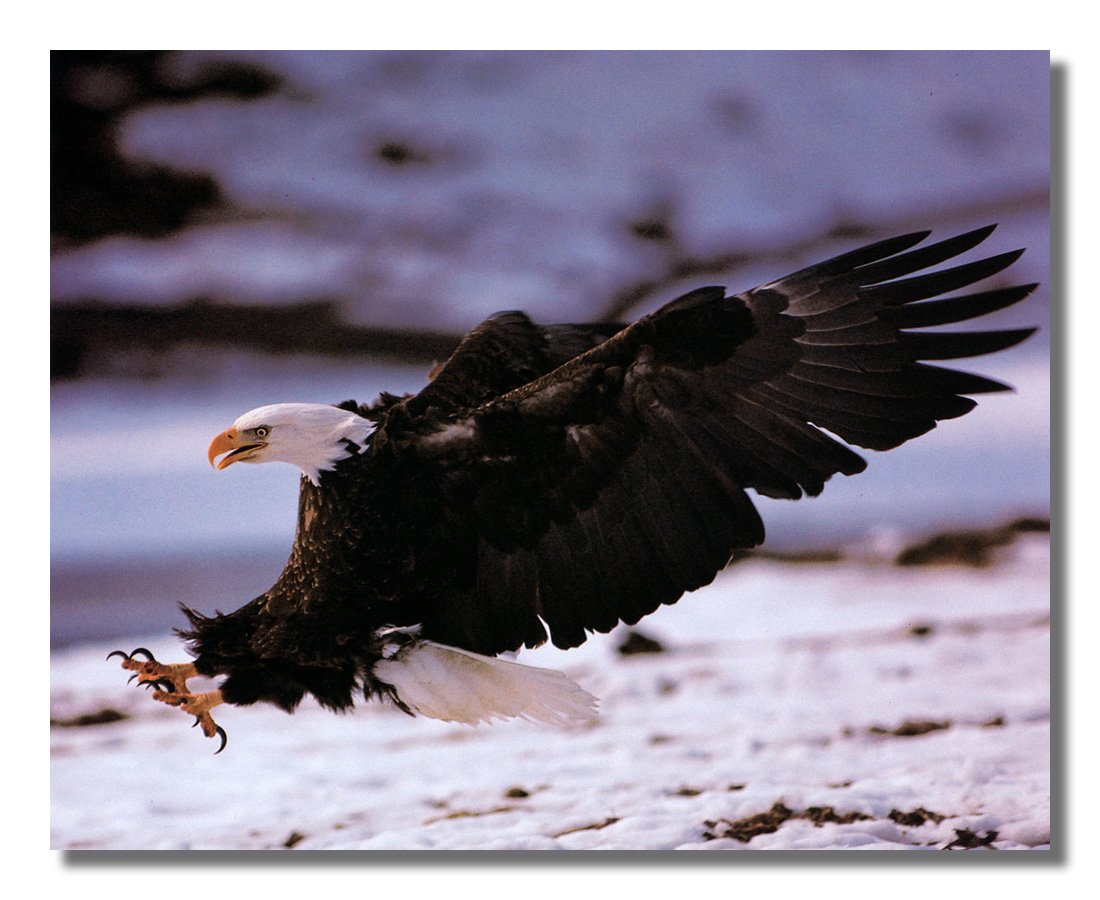 American Bald Eagle Wall Art - 8x10 Snow Scene Print with Spread Wings & Claws - Perfect for Home, Office & Wildlife Decor
