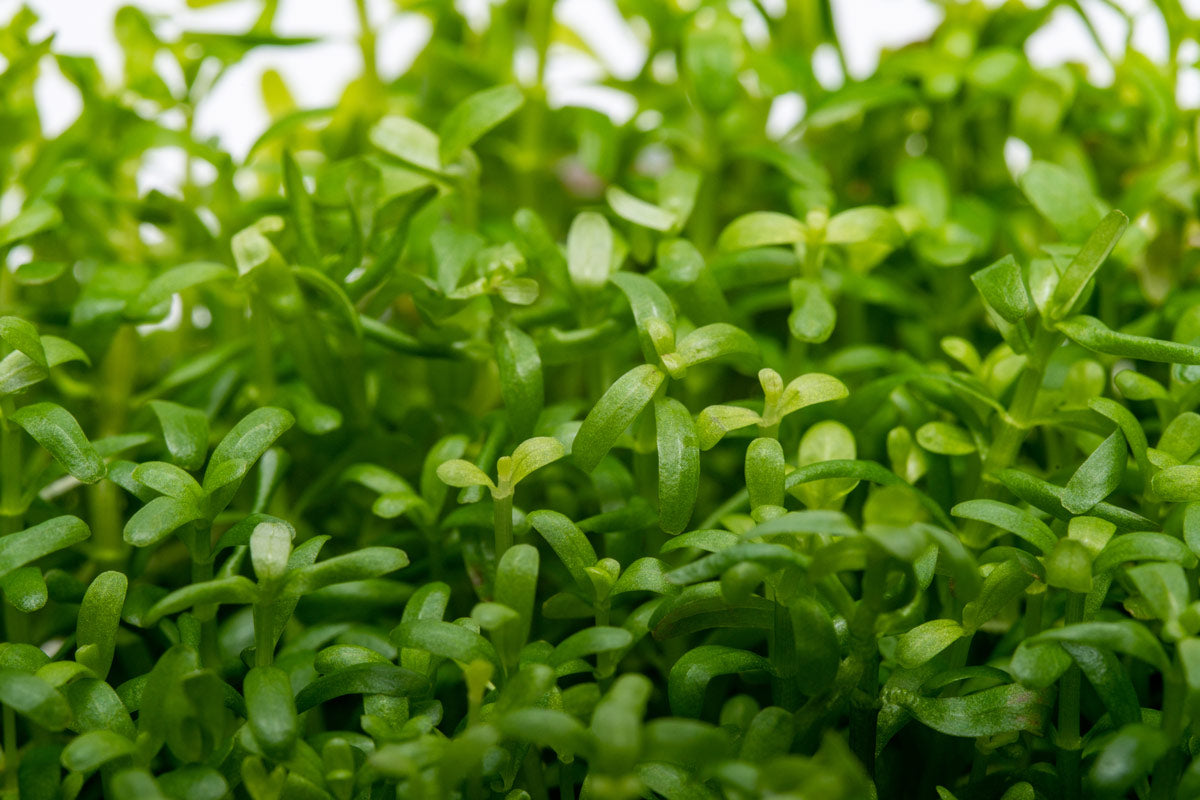 Rotala Wayanad Live Aquarium Plant - Freshwater Aquatic Plant for Fish Tank Decoration | Perfect for Aquascaping, Shrimp Tanks & Planted Aquariums