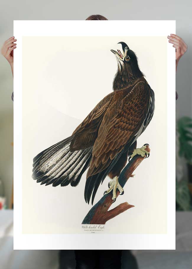 Vintage White Headed Eagle Antique Bird Art Print - Classic Wildlife Decor for Home, Office & Cabin Wall Art