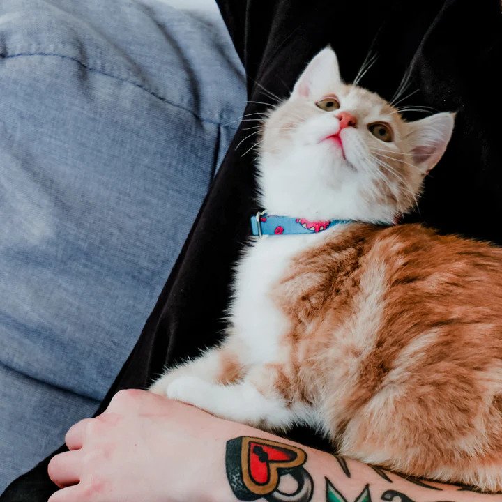 Premium Neko Cat Collar with Bell - Adjustable & Stylish Pet Collar for Cats - Perfect for Indoor/Outdoor Safety & Fashion Accessories