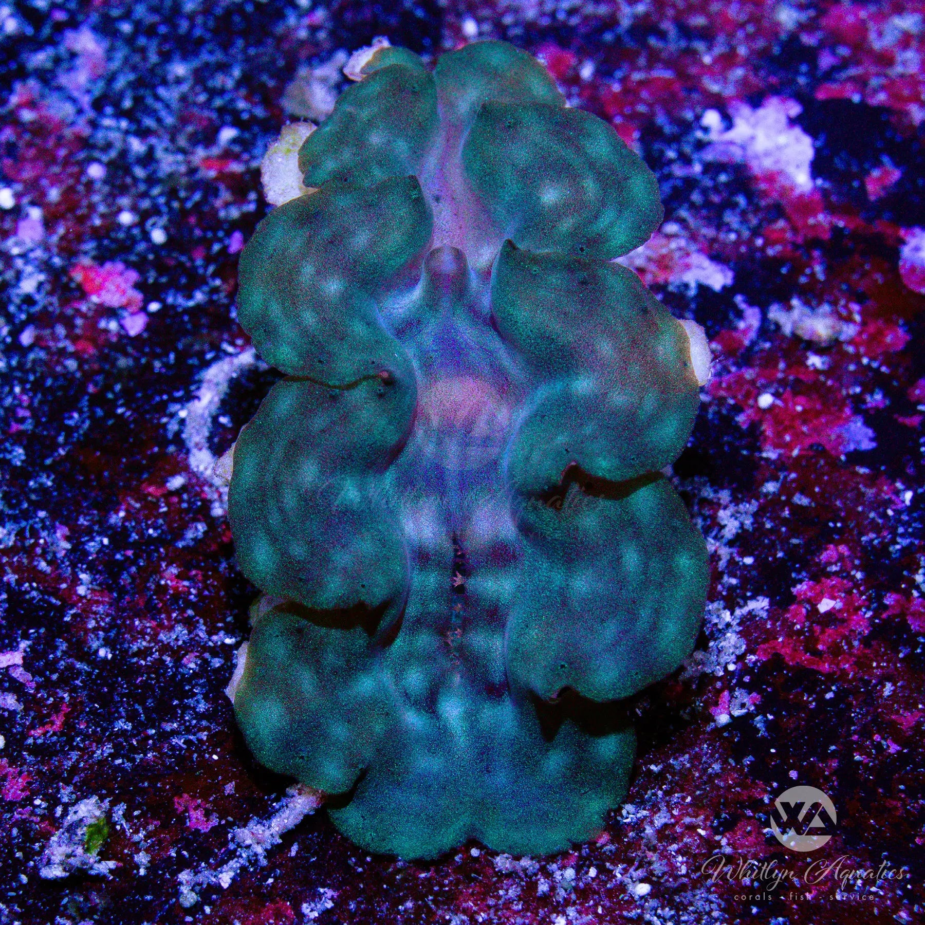 L2 Squamosa Clam (~1 inch) - Premium Live Coral for Saltwater Aquariums | Perfect for Reef Tanks, Coral Propagation, and Marine Displays