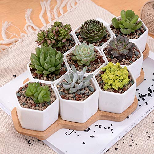 Zamtac Set of 9 White Ceramic Hexagon Flower Pots with Bamboo Stand - Succulent Planters, Bonsai Pots for Home Decor, Office Desk & Garden Display