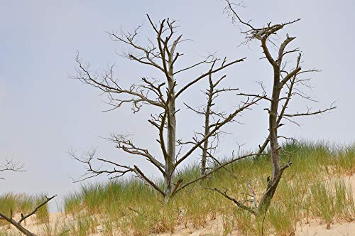 20x30 Inch Coastal Sand Dune Tree Nature Wall Art Poster - Vibrant Colors & High-Quality Lamination - Perfect for Living Room, Bedroom & Office Decor