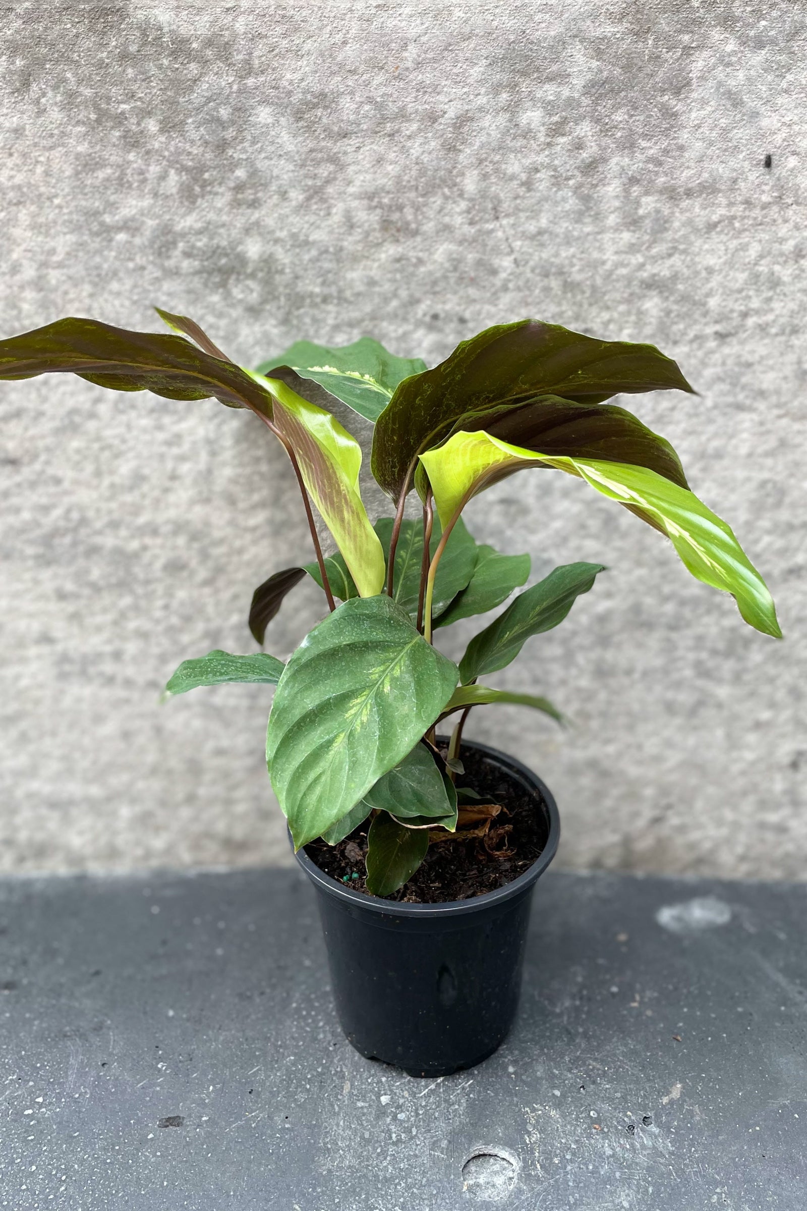 Calathea 'Maui Queen' 4 Inch Live Plant - Rare Tropical Houseplant for Home & Office Decor | Perfect for Indoor Gardening, Gift Giving & Plant Lovers