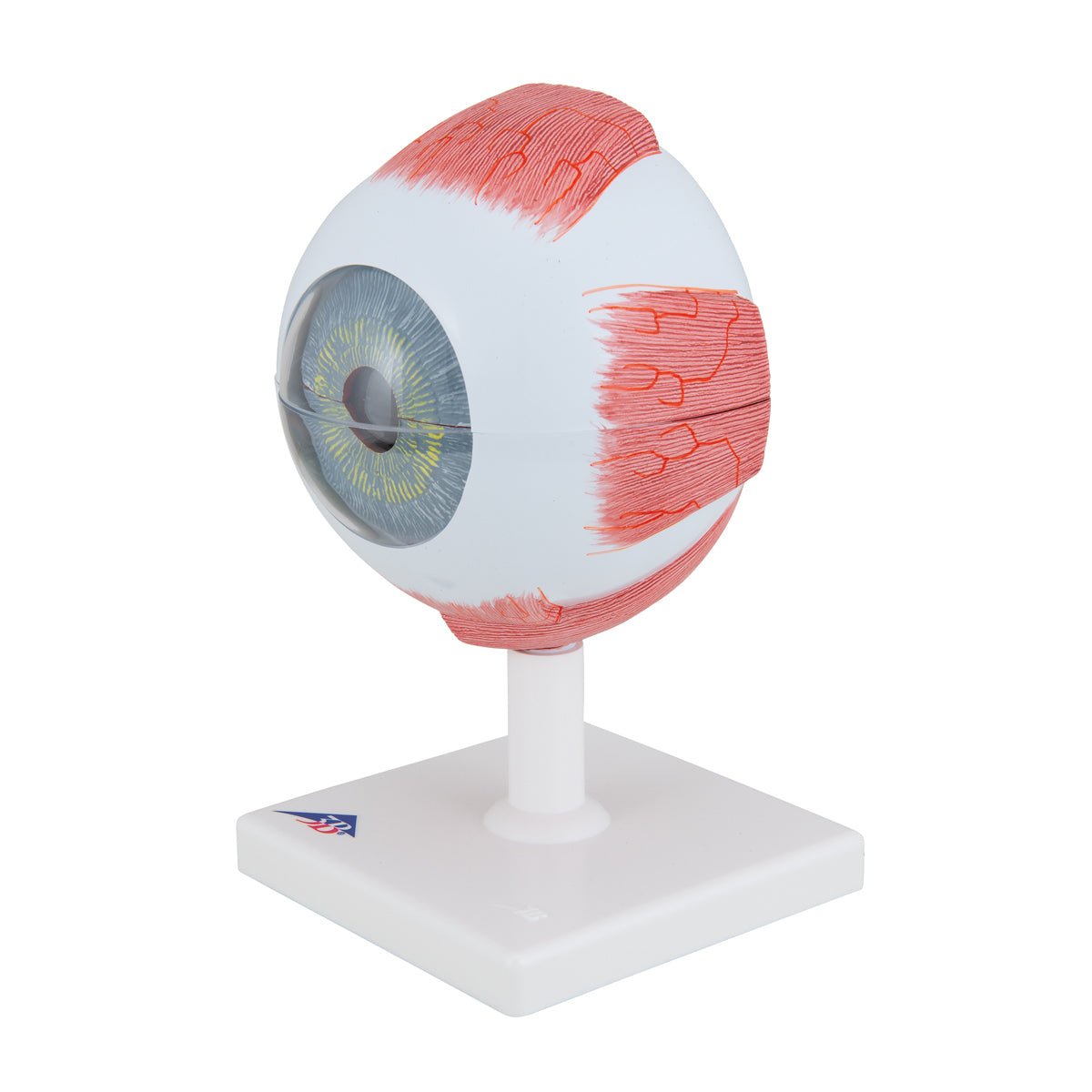 5X Enlarged Human Eye Model - 6-Part Anatomical Eye Structure for Medical Students & Science Education | Perfect for Classroom, Lab & Study