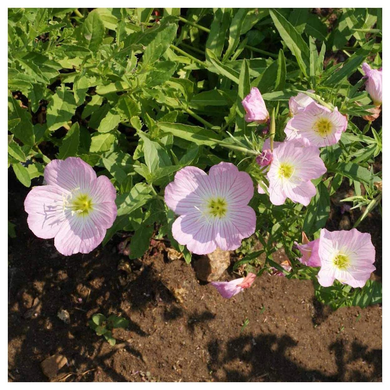 2000 Showy Evening Primrose Native Wildflower Seeds - Premium Gold Vault Jumbo Seed Packet for Gardening, Landscaping & Pollinator Gardens - Attracts Butterflies & Bees - Everwilde Farms