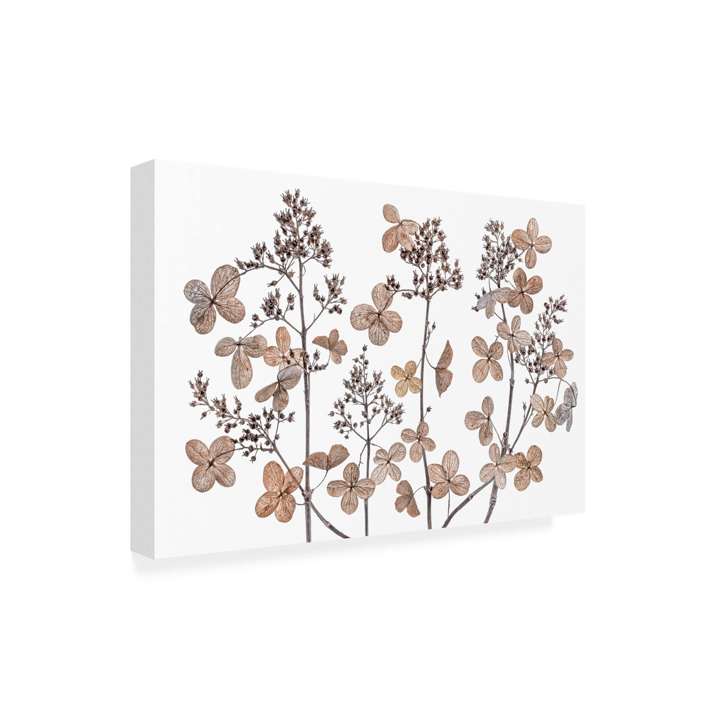 Trademark Fine Art 'Hydrangea Paniculata' Floral Canvas Wall Art by Mandy Disher - Perfect for Living Room, Bedroom & Office Decor