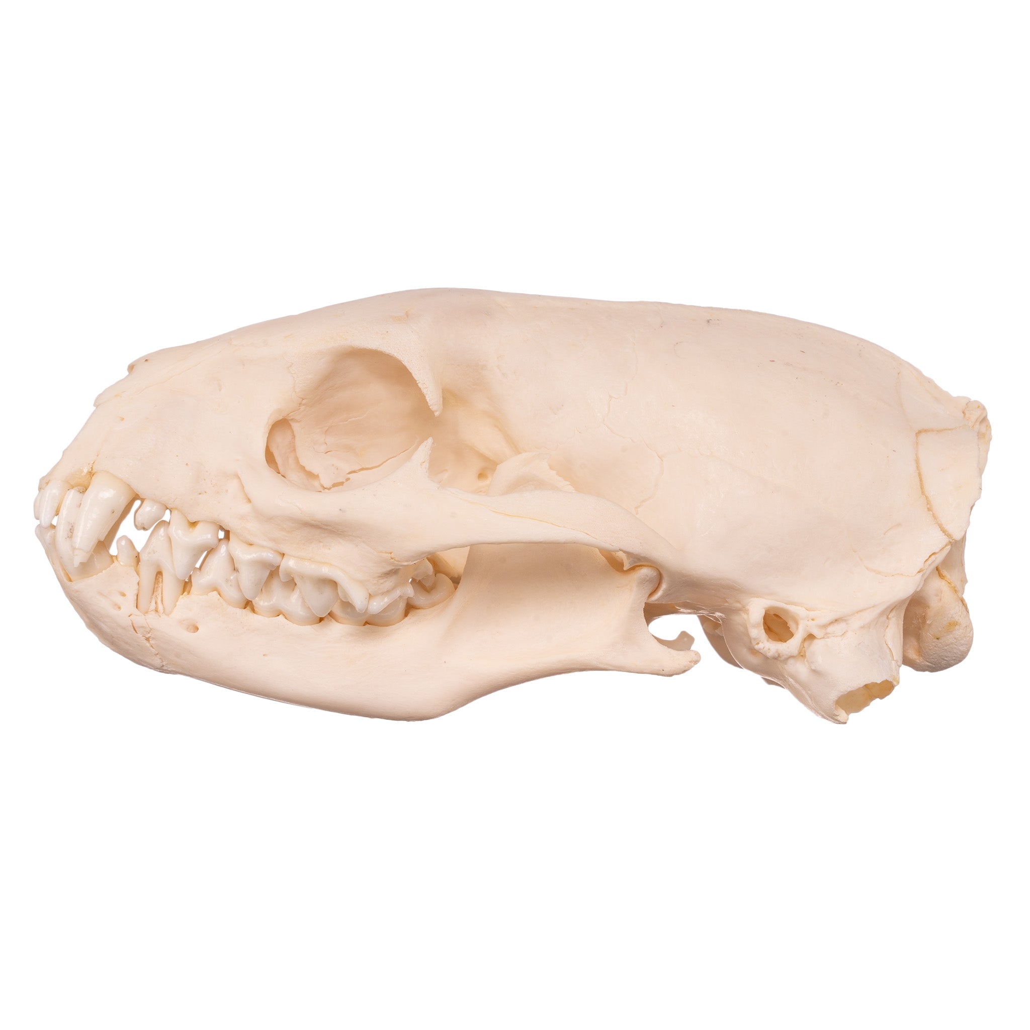 Authentic Mongoose Skull Set of 2 - Taxidermy Specimen for Oddity Collectors, Gothic Decor & Biology Study - Perfect for Halloween, Cabinets of Curiosities & Science Classrooms